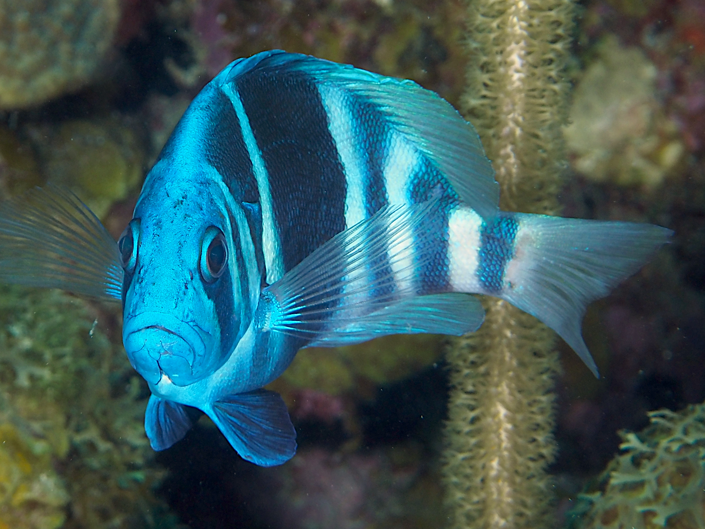 Indigo Hamlet - Hypoplectrus indigo