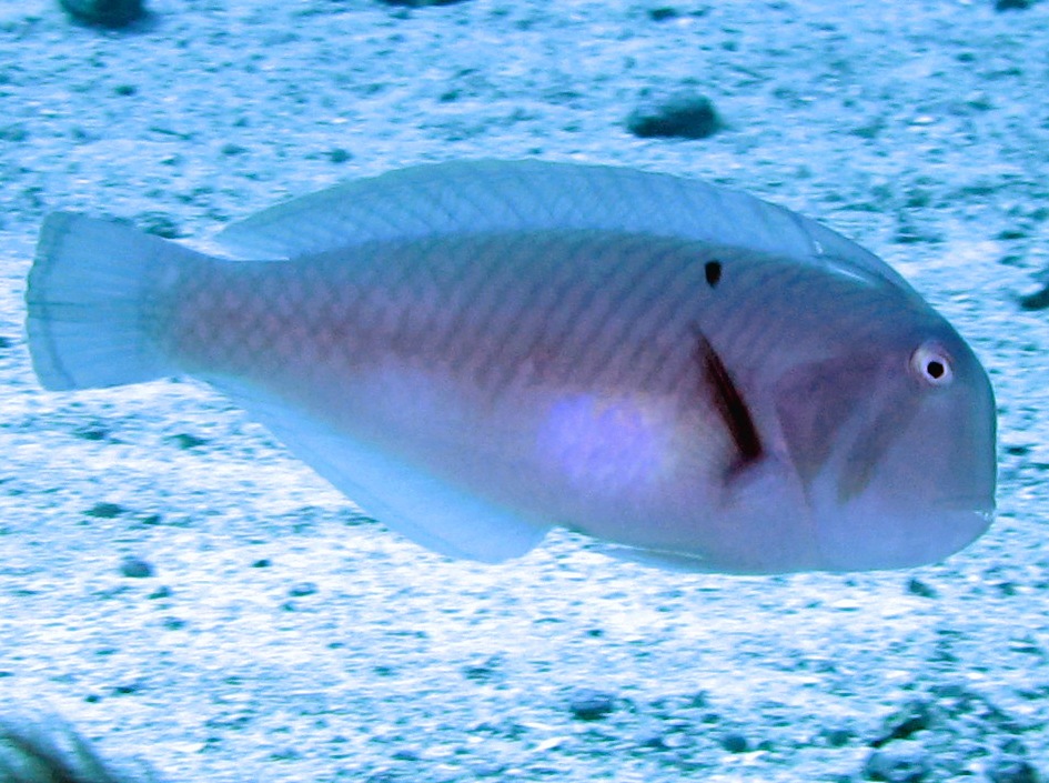 Peacock Razorfish - Iniistius pavo
