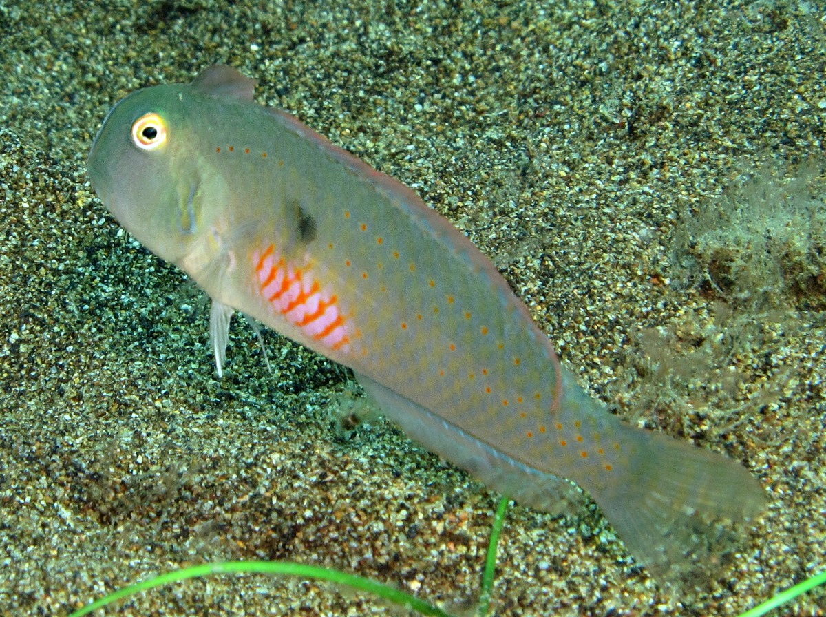 Fivefinger Razorfish - Iniistius pentadactylus