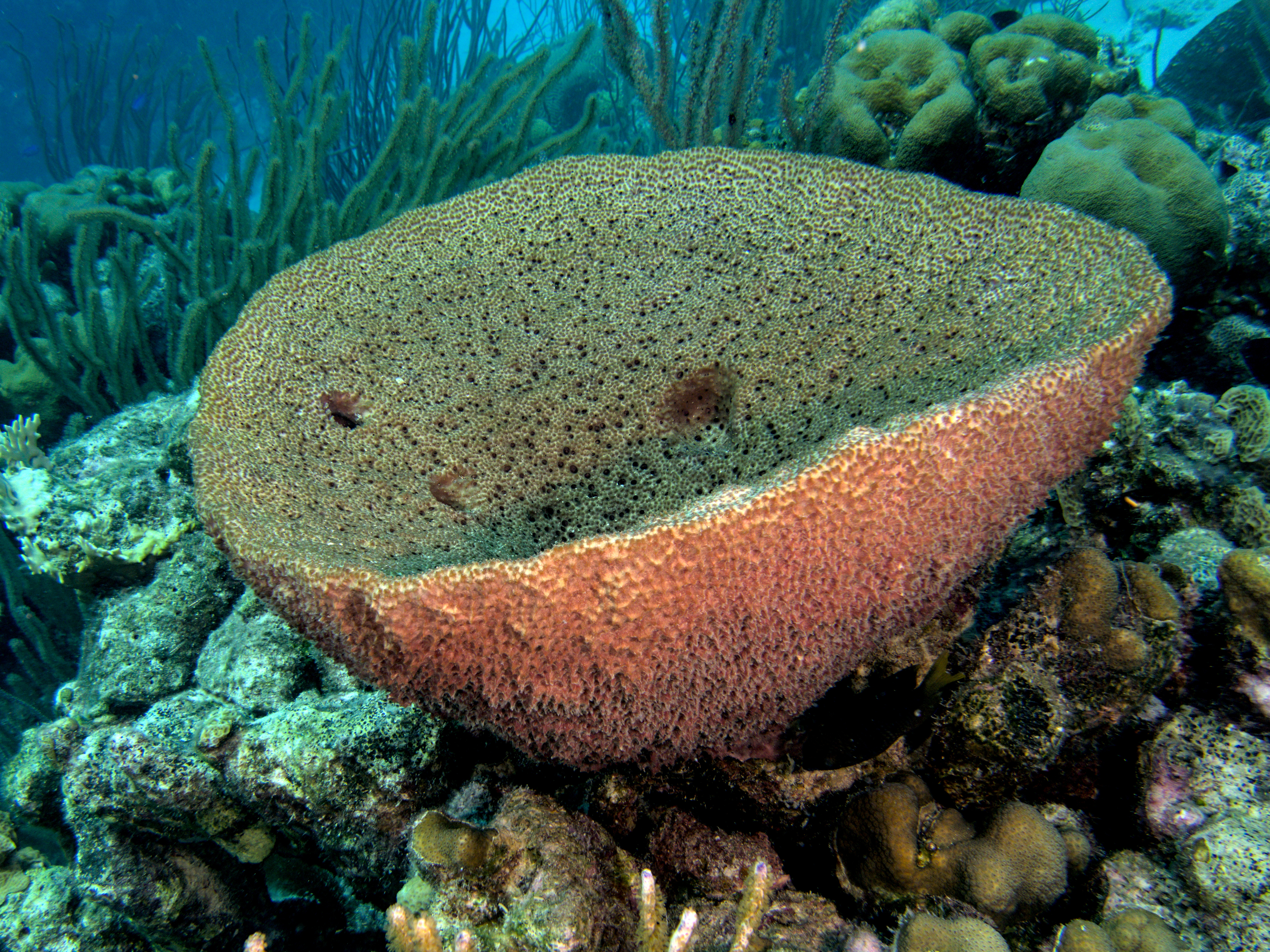 Bell Sponge - Ircinia campana