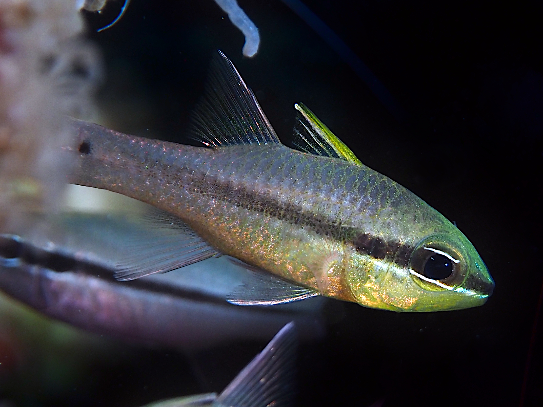Iridescent Cardinalfish - Pristiapogon kallopterus