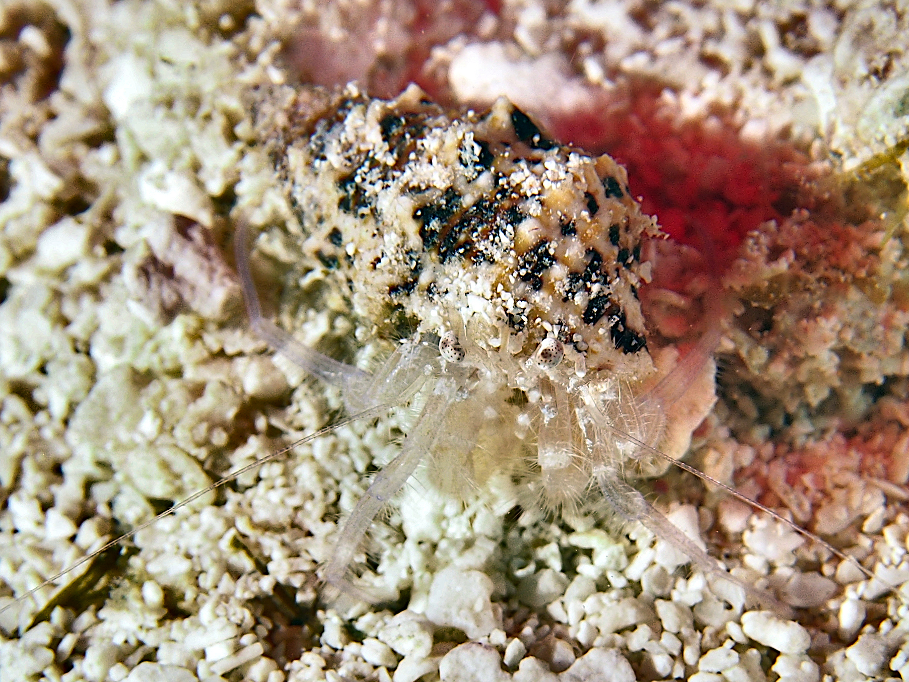 Spoteye Hermit Crab - Iridopagurus sp. 1