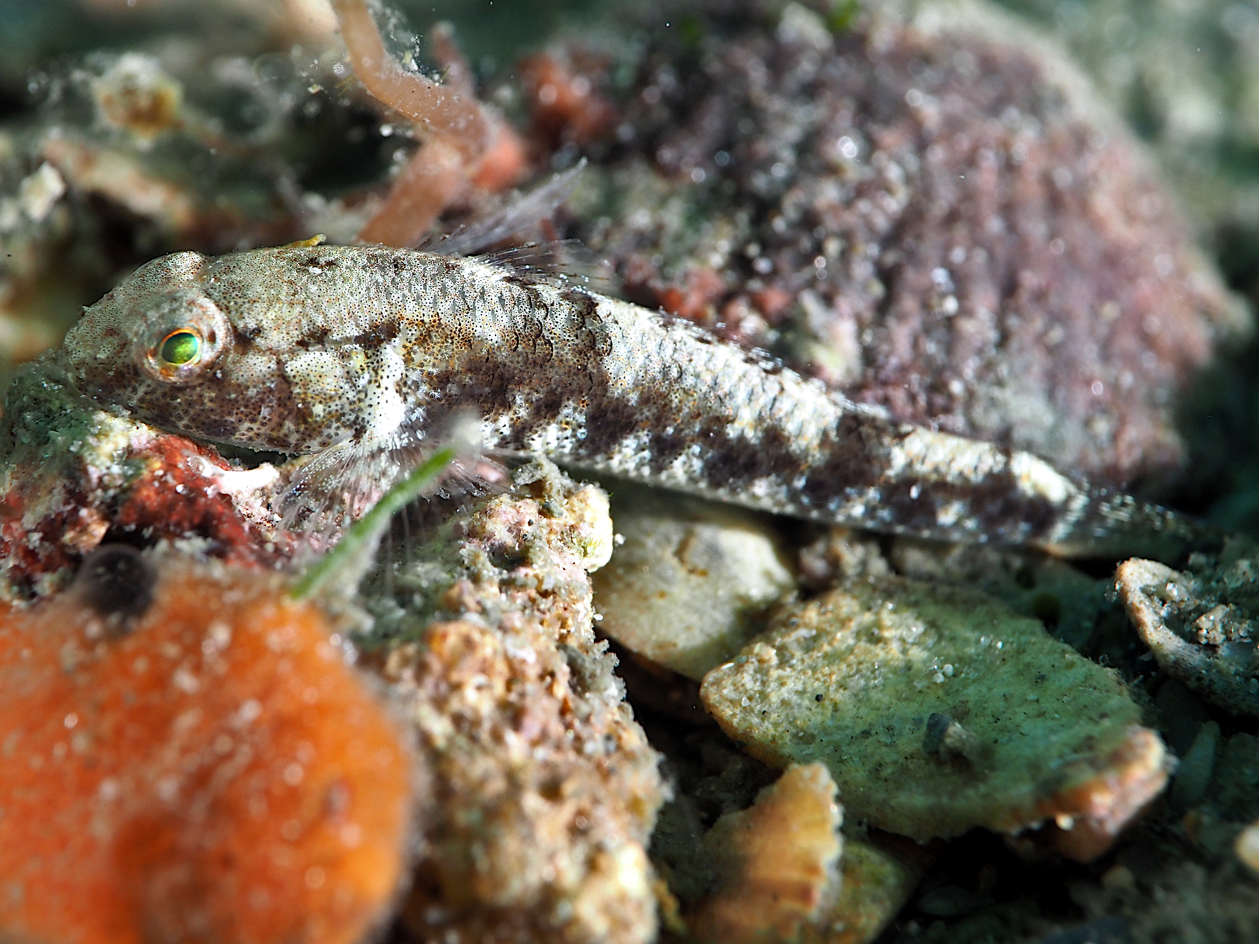 Island Frillfin Goby - Bathygobius mystacium - Blue Heron Bridge, Florida