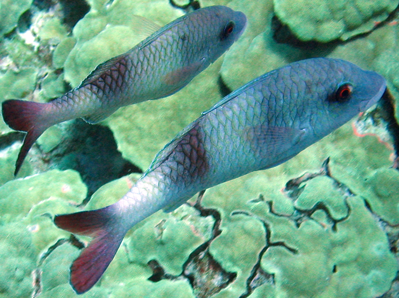 Island Goatfish - Parupeneus insularis