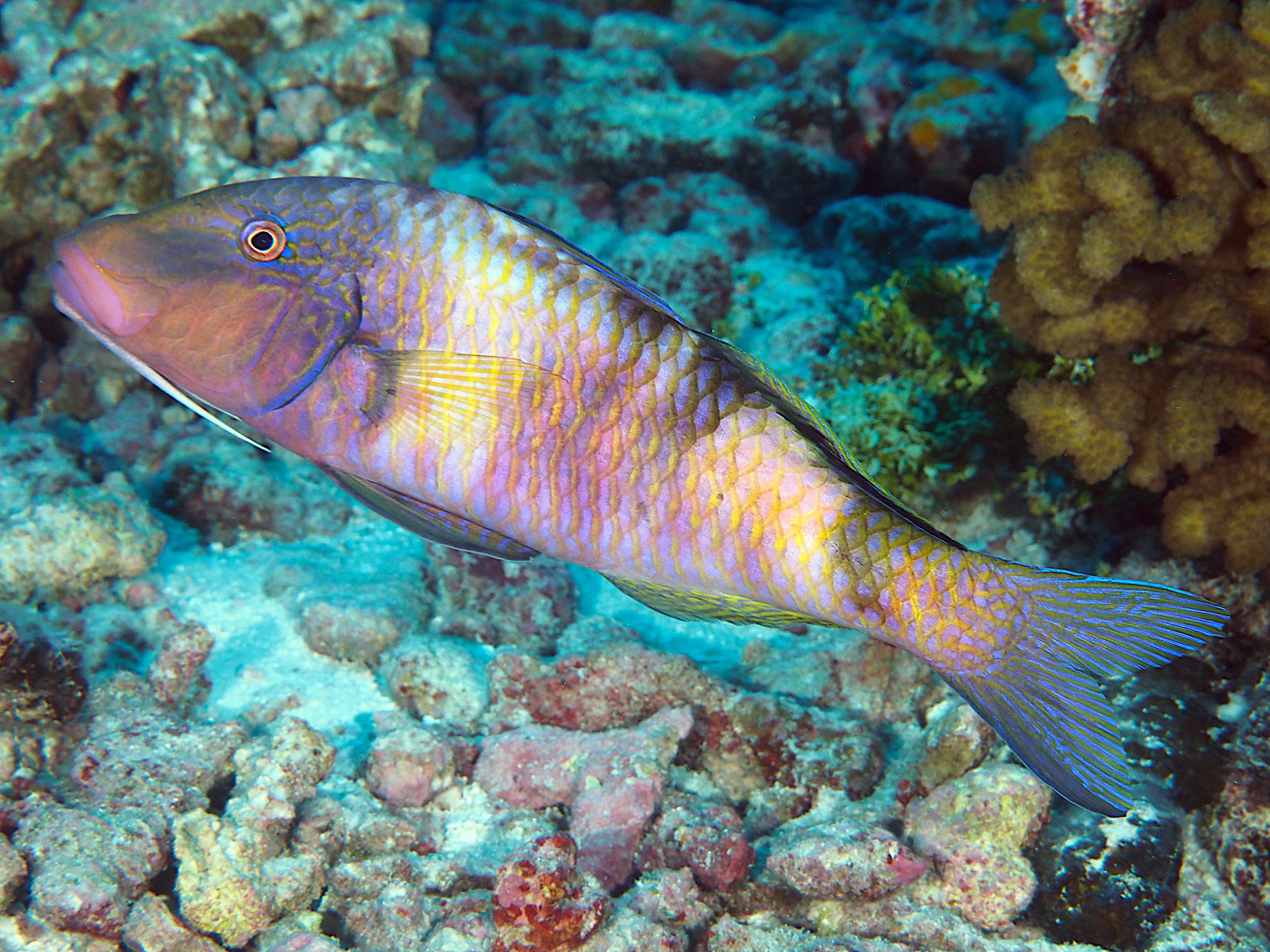 Island Goatfish - Parupeneus insularis