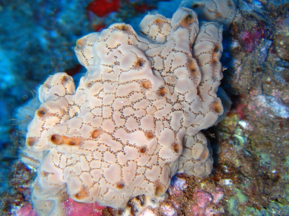 Ivory Tunicate - Aplidium sp.