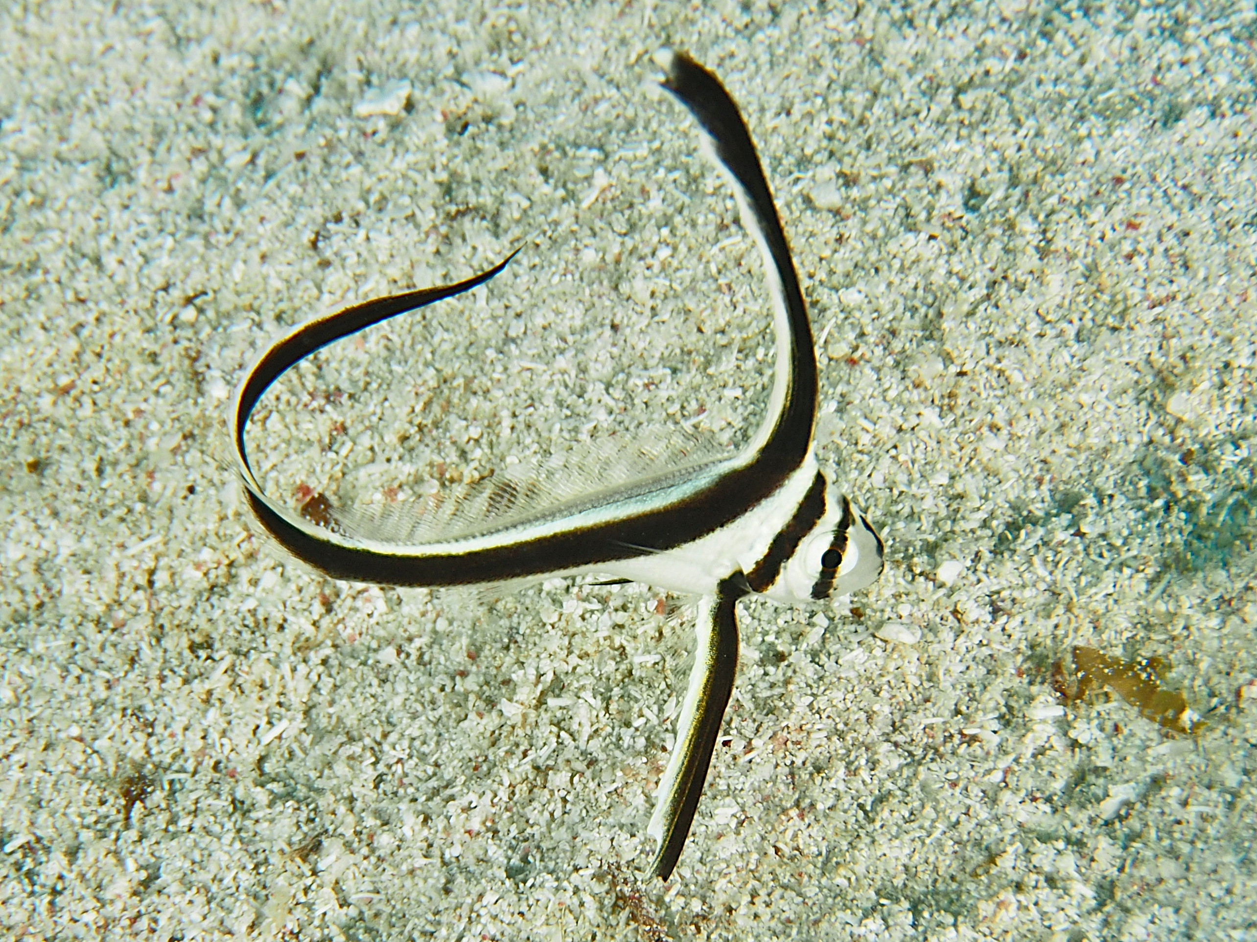 Jackknife Fish - Equetus lanceolatus