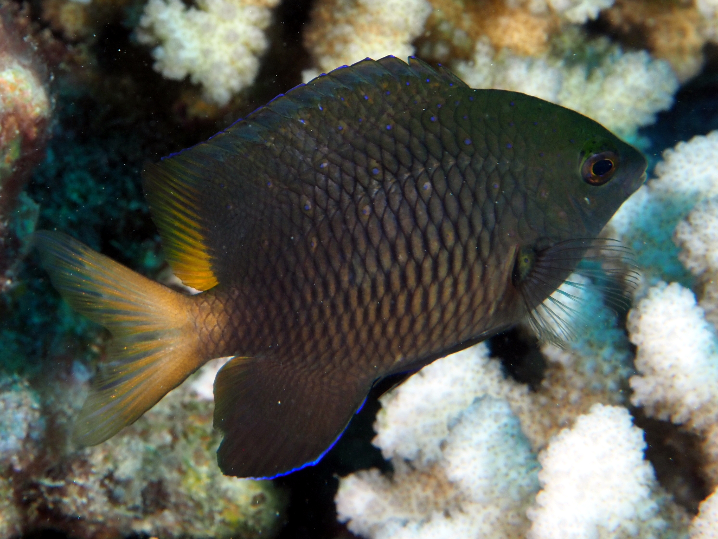 Jewel Damsel - Stegastes lacrymatus