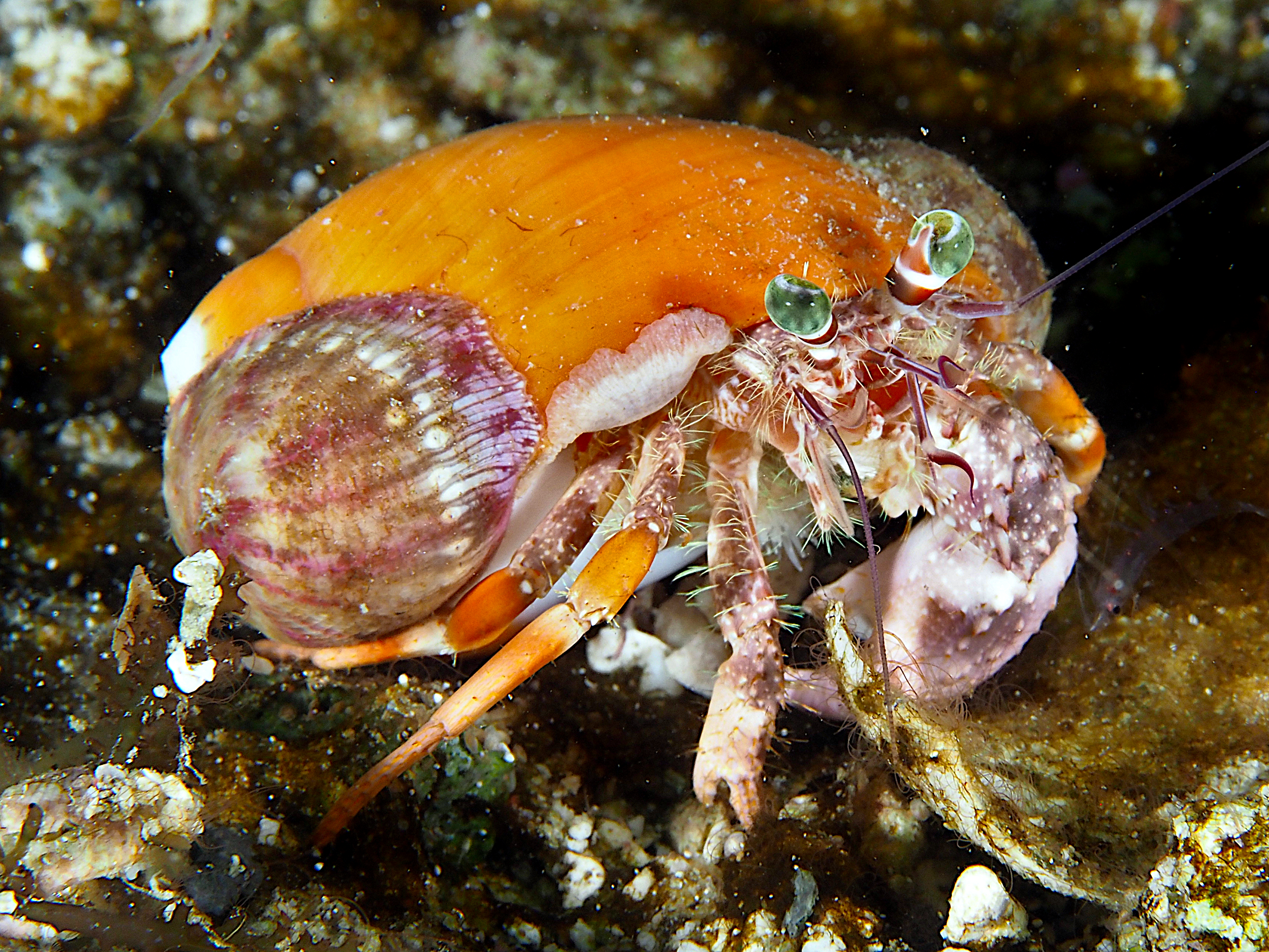 Jeweled Anemone Hermit Crab - Dardanus pedunculatus