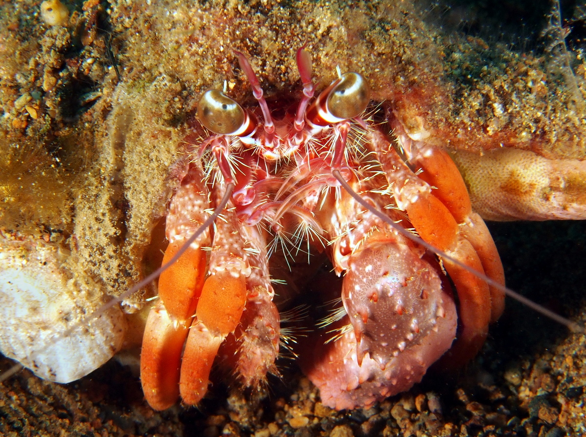 Jeweled Anemone Hermit Crab - Dardanus pedunculatus
