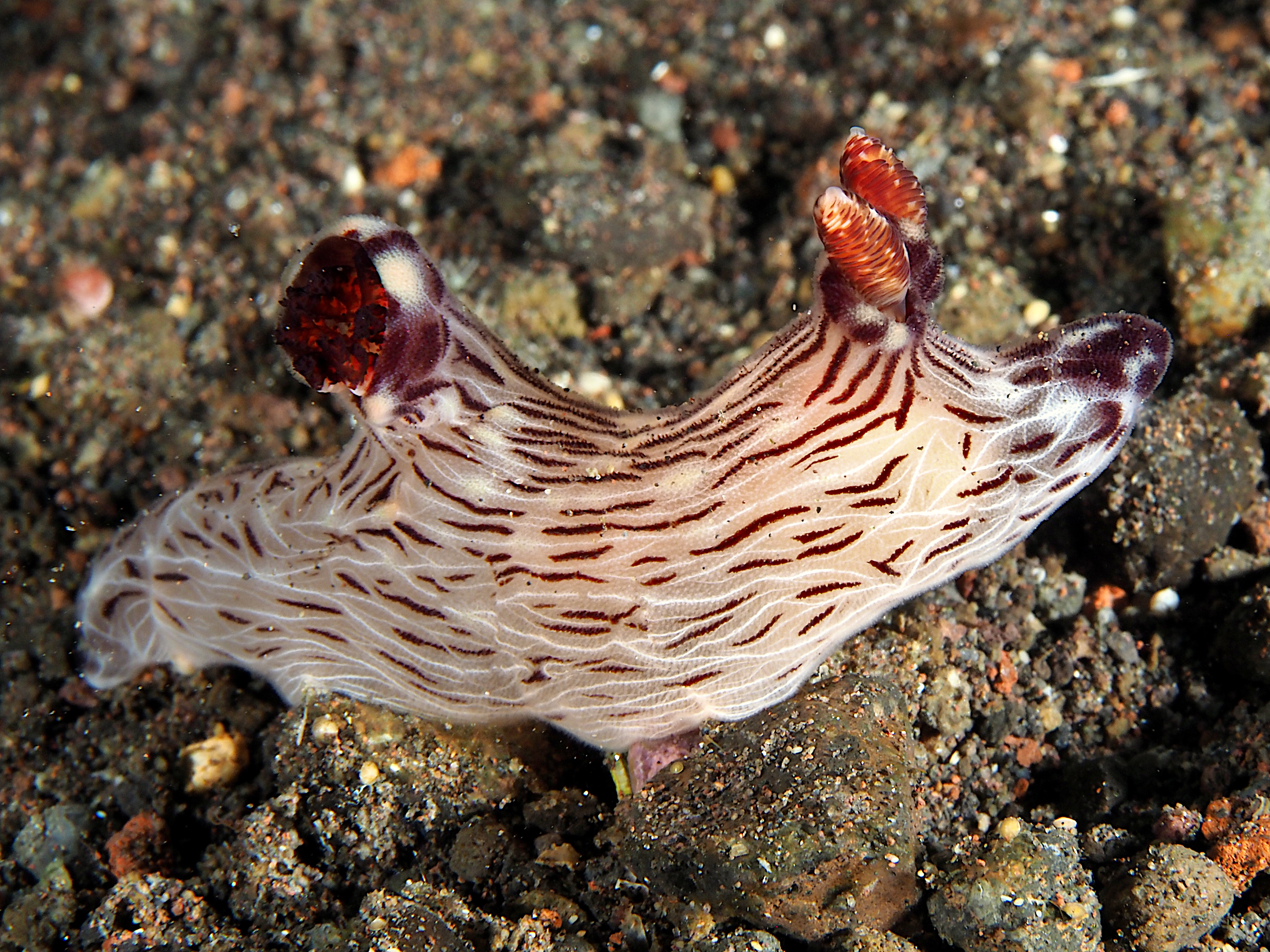 Red-Lined Jorunna - Jorunna rubescens