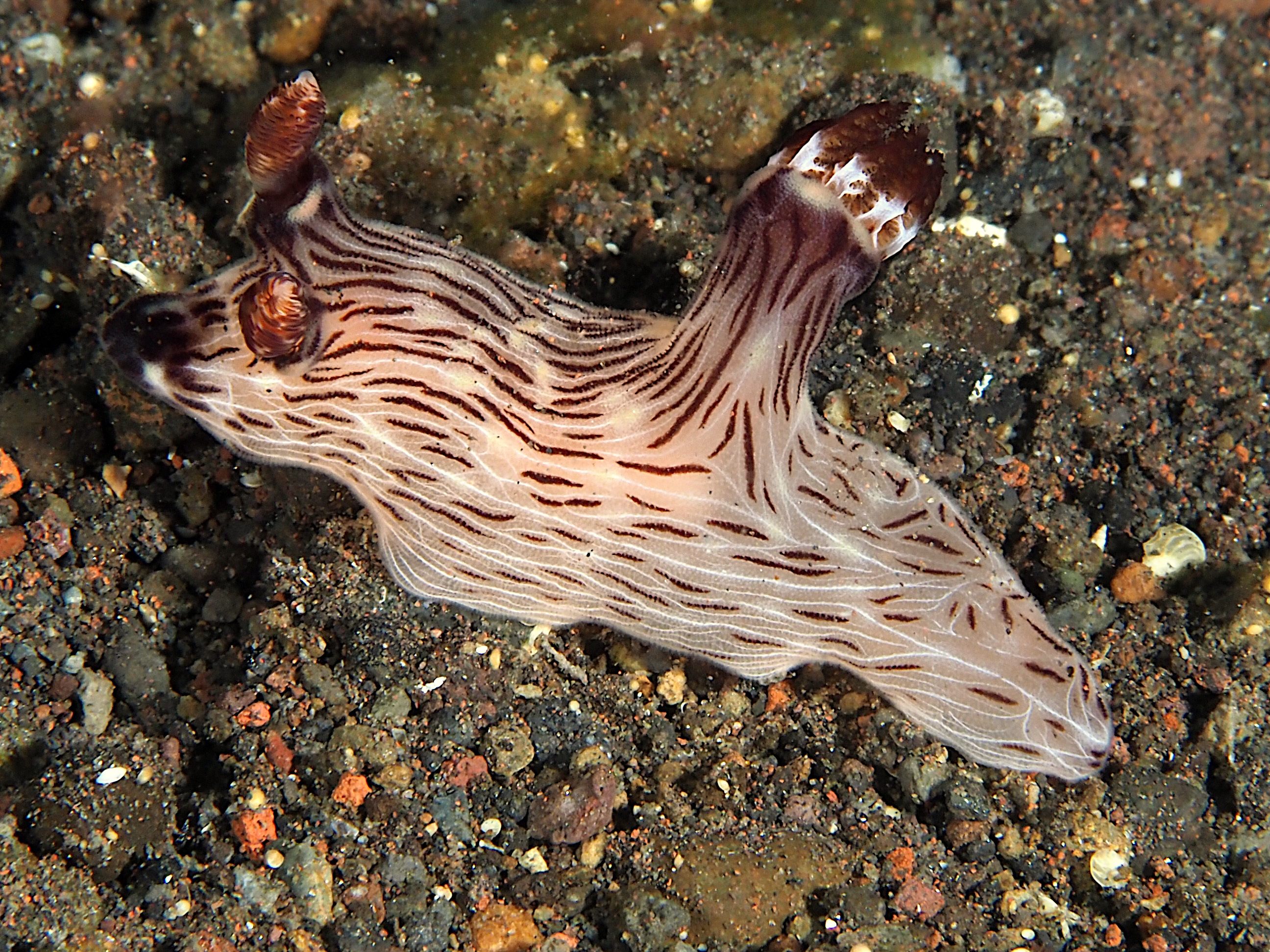 Red-Lined Jorunna - Jorunna rubescens