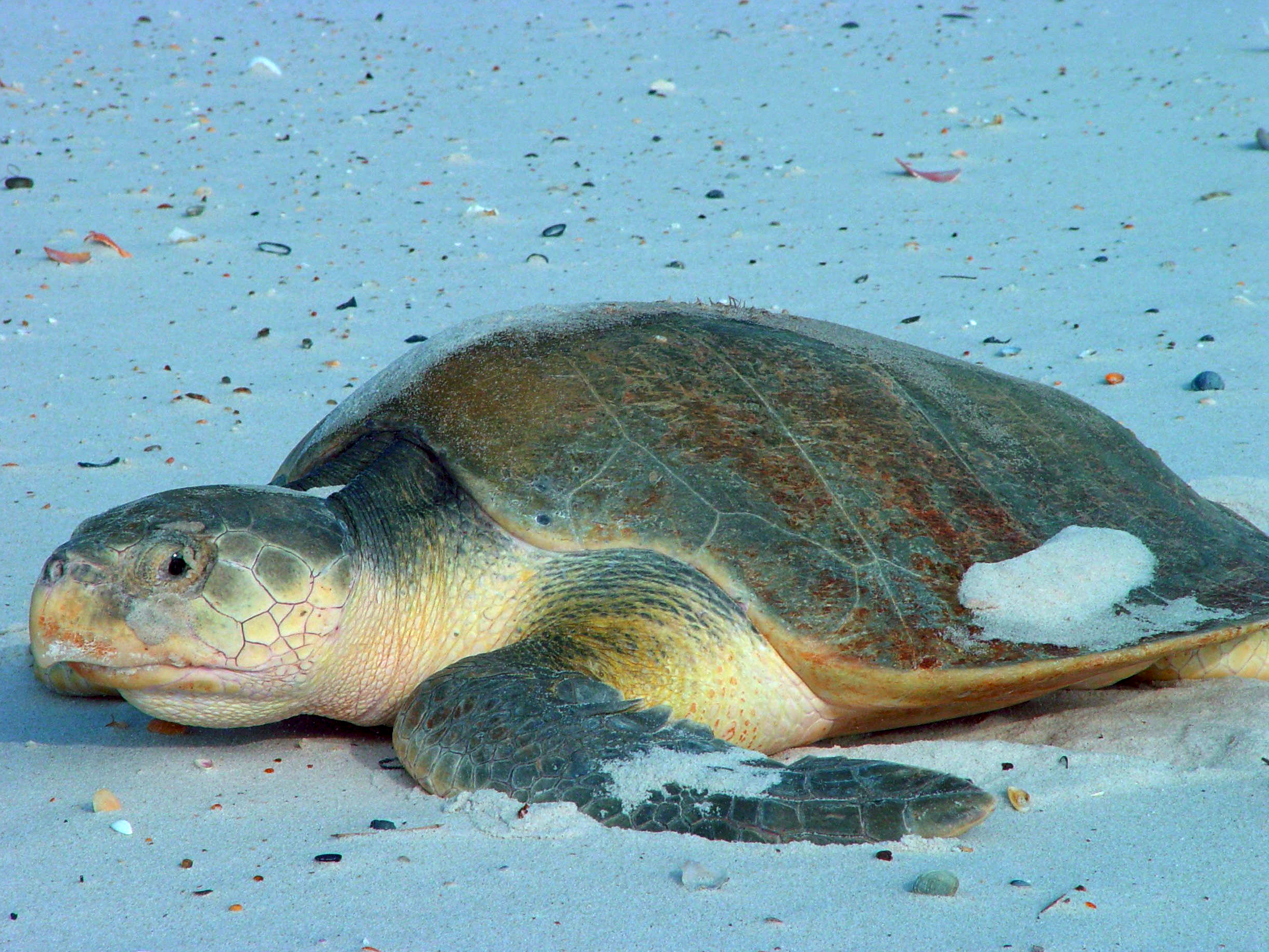 Kemp's Ridley Sea Turtle - Lepidochelys kempii - N/A