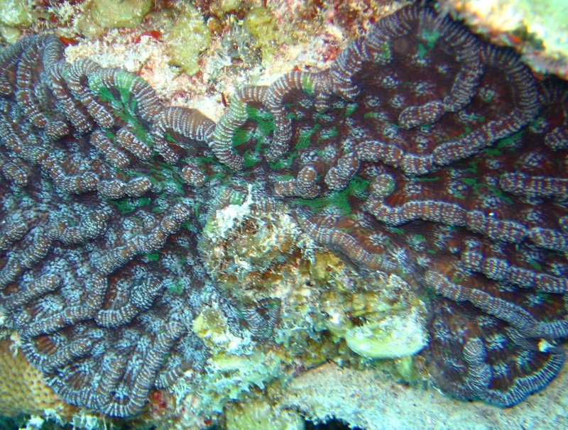 Knobby Cactus Coral - Mycetophyllia aliciae