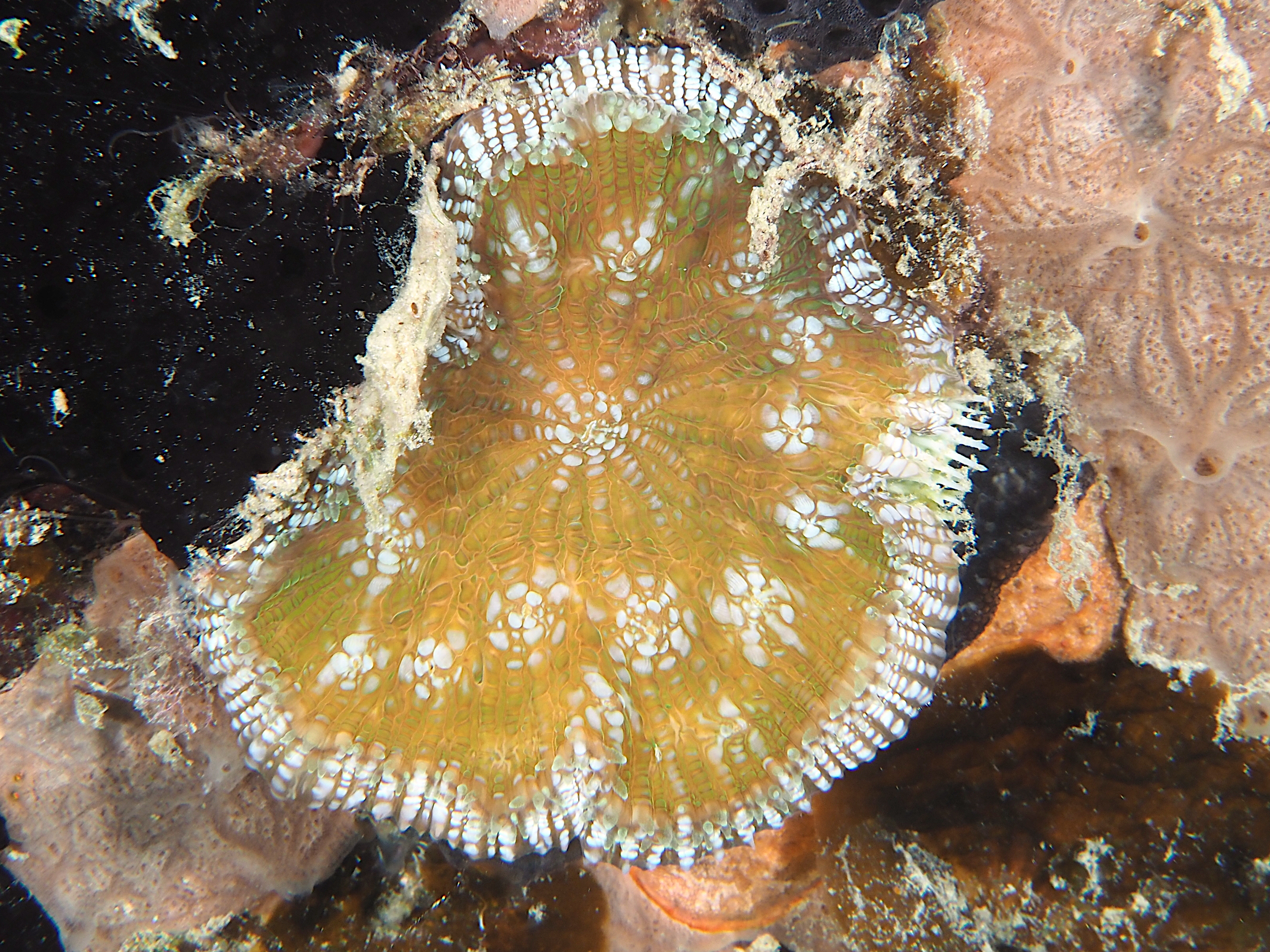 Knobby Cactus Coral - Mycetophyllia aliciae