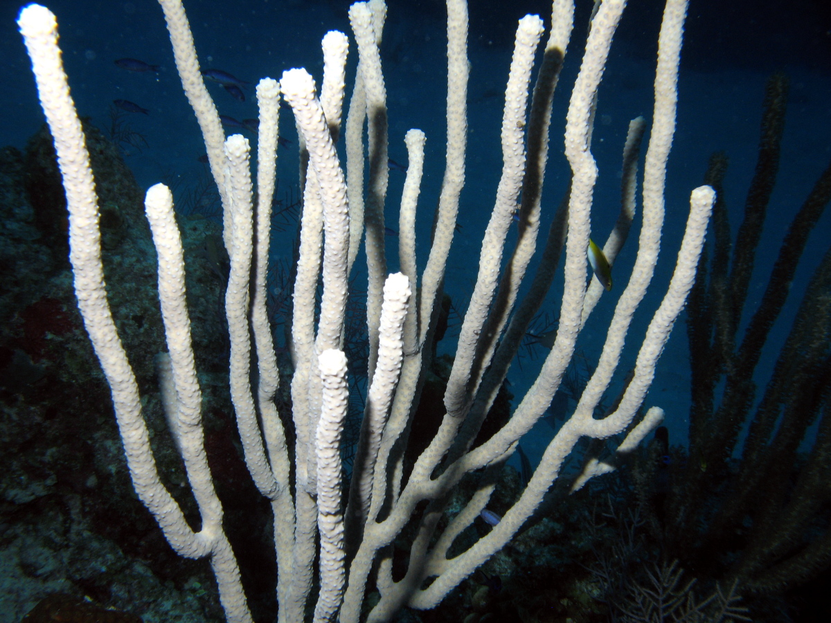 Knobby Sea Rods - Eunicea spp.