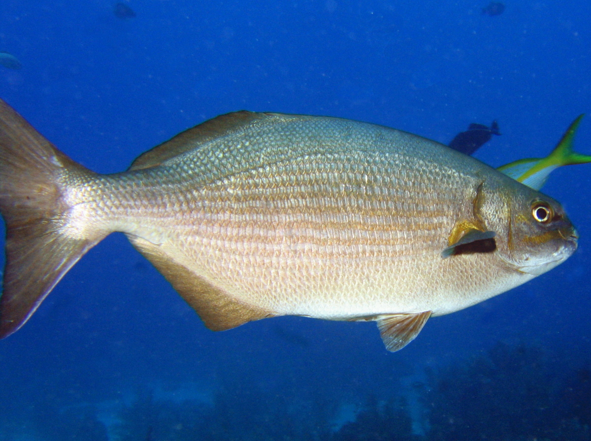 Brassy Chub - Kyphosus vaigiensis