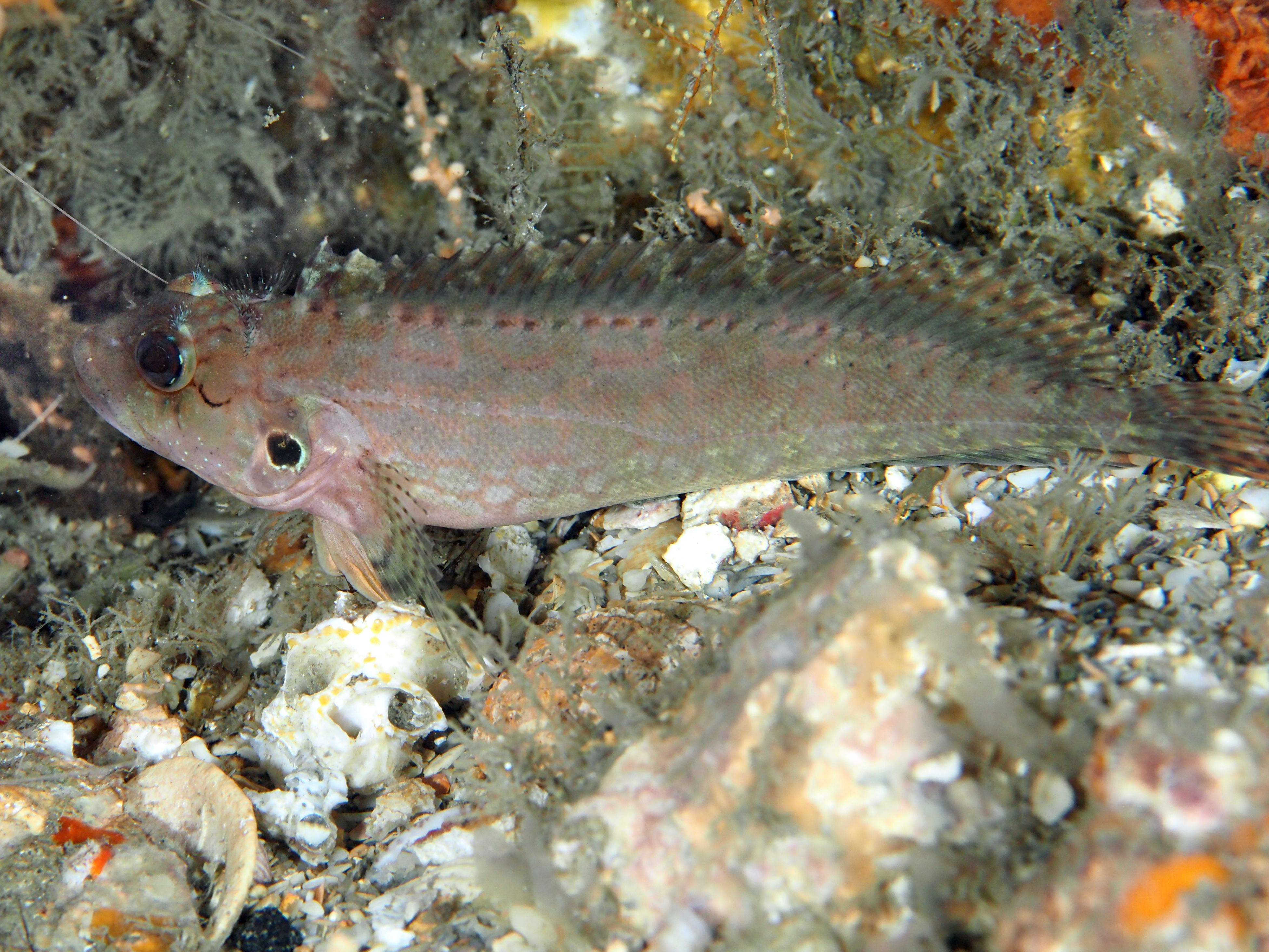 Masquerader Hairy Blenny - Labrisomus conditus