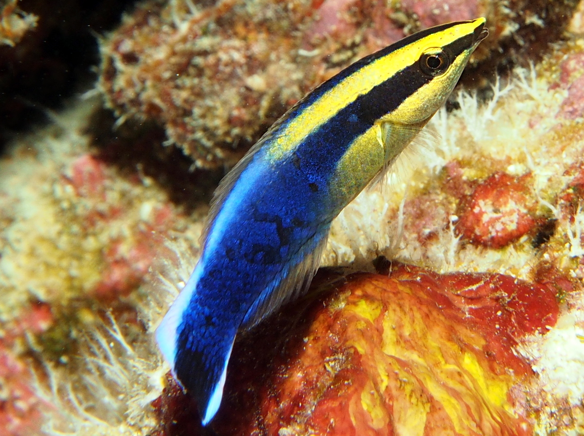 Hawaiian Cleaner Wrasse - Labroides phthirophagus