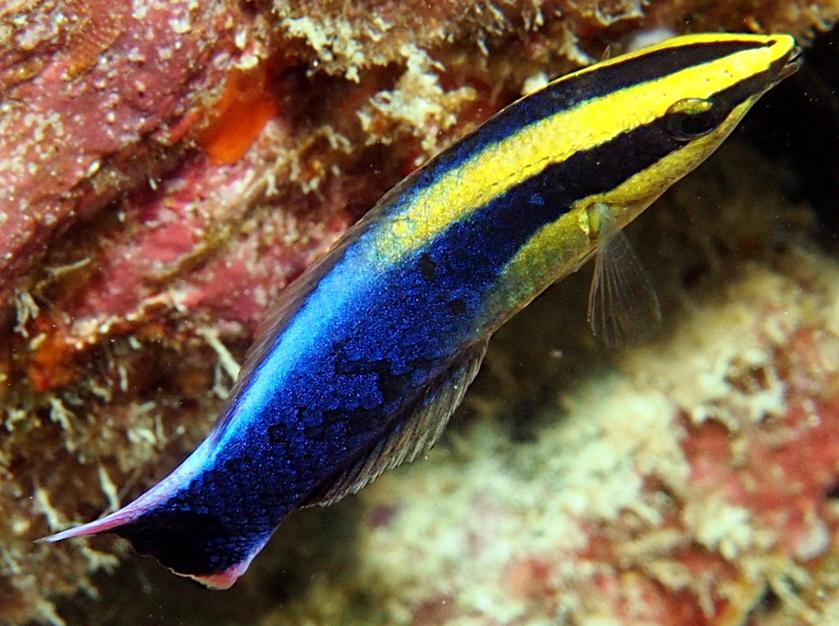 Hawaiian Cleaner Wrasse - Labroides phthirophagus