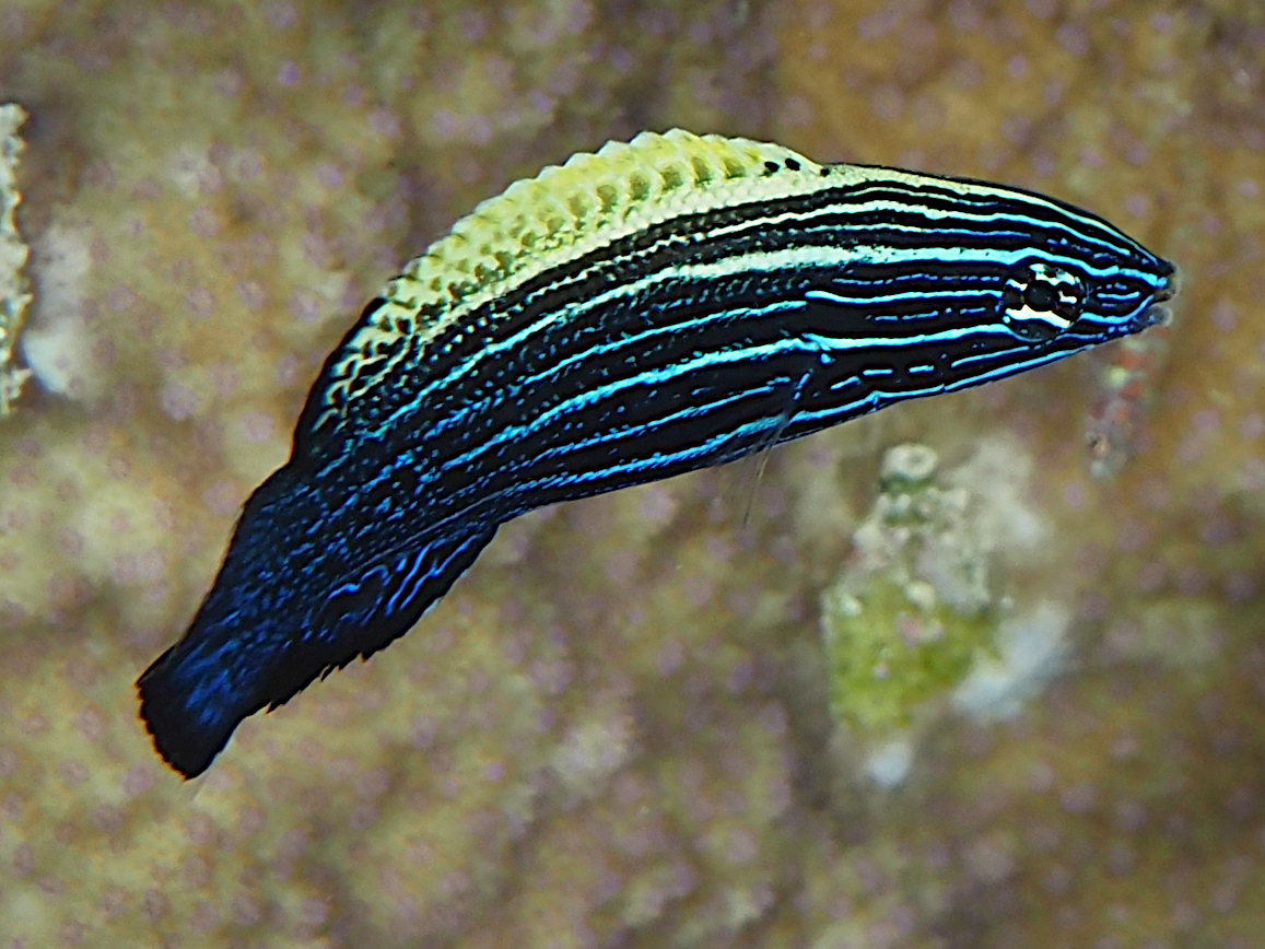 Wedge-Tailed Wrasse - Labropsis xanthonota - Great Barrier Reef, Australia