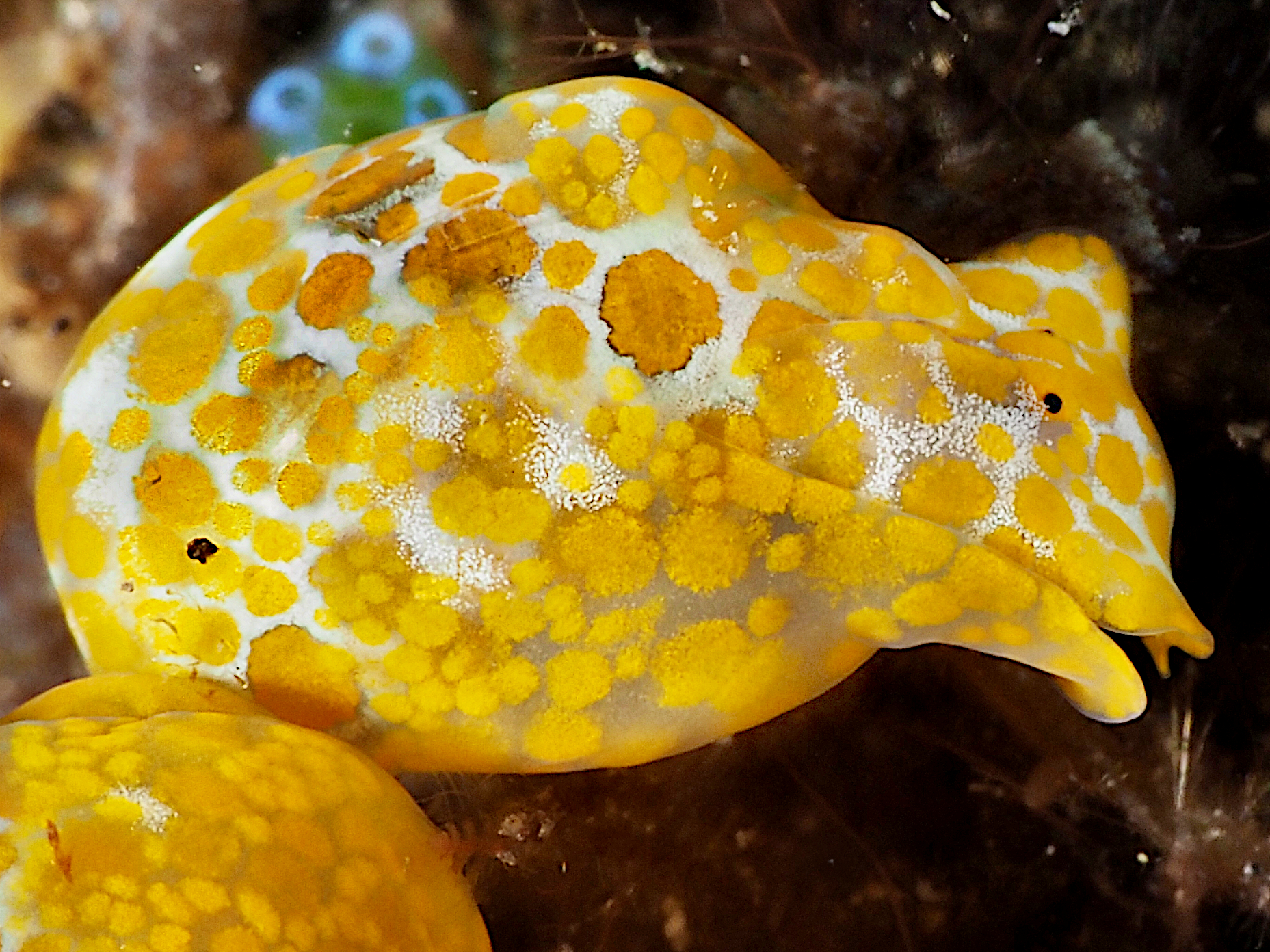 Yellow-Spotted Bubble Snail - Lamprohaminoea evelinae