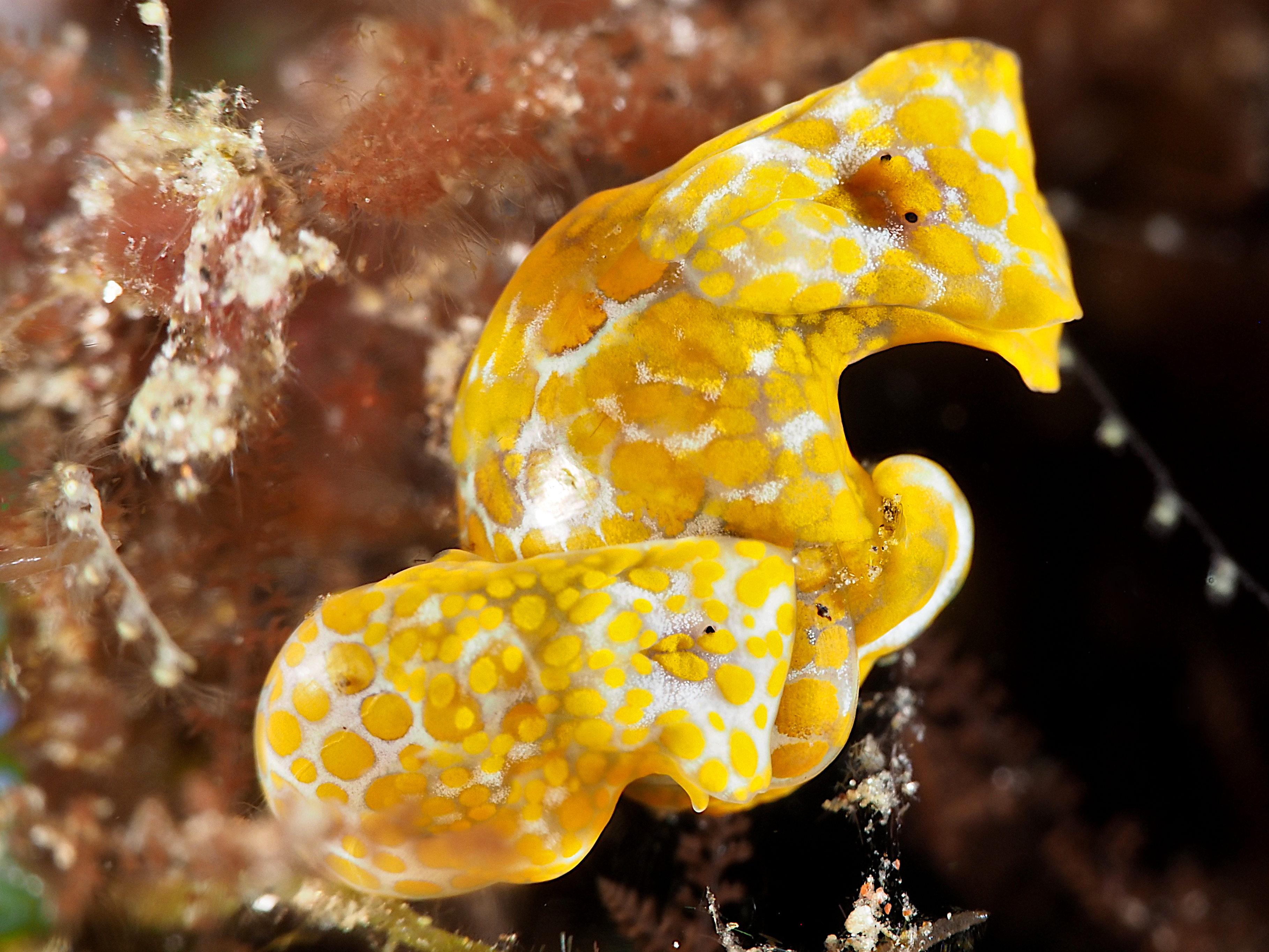 Yellow-Spotted Bubble Snail - Lamprohaminoea evelinae