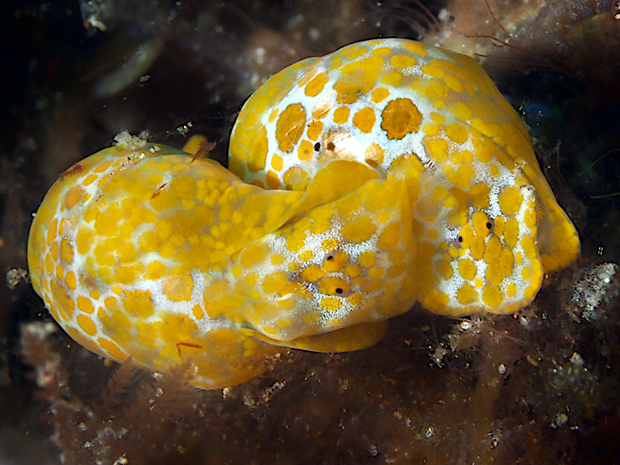 Yellow-Spotted Bubble Snail - Lamprohaminoea evelinae