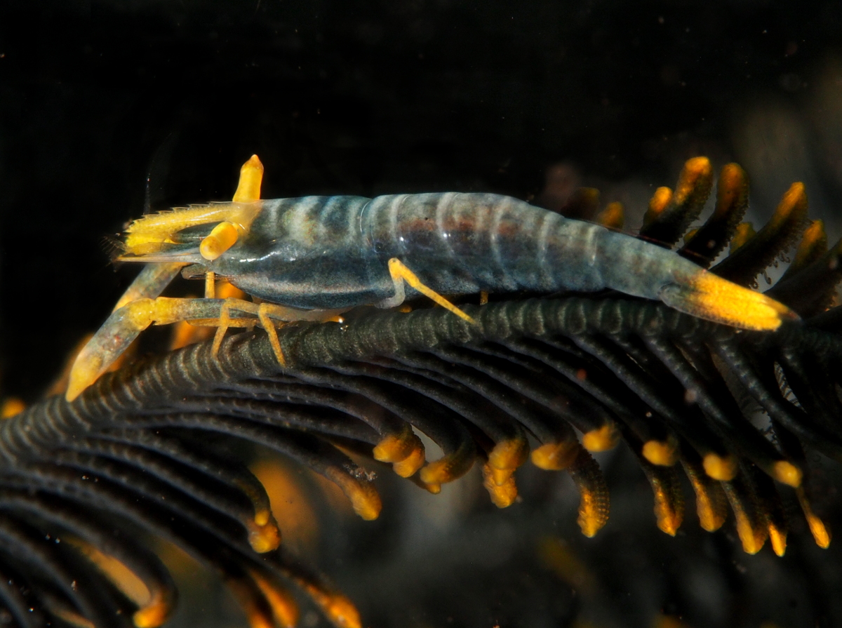 Ambon Crinoid Shrimp - Laomenes amboinensis - Bali, Indonesia