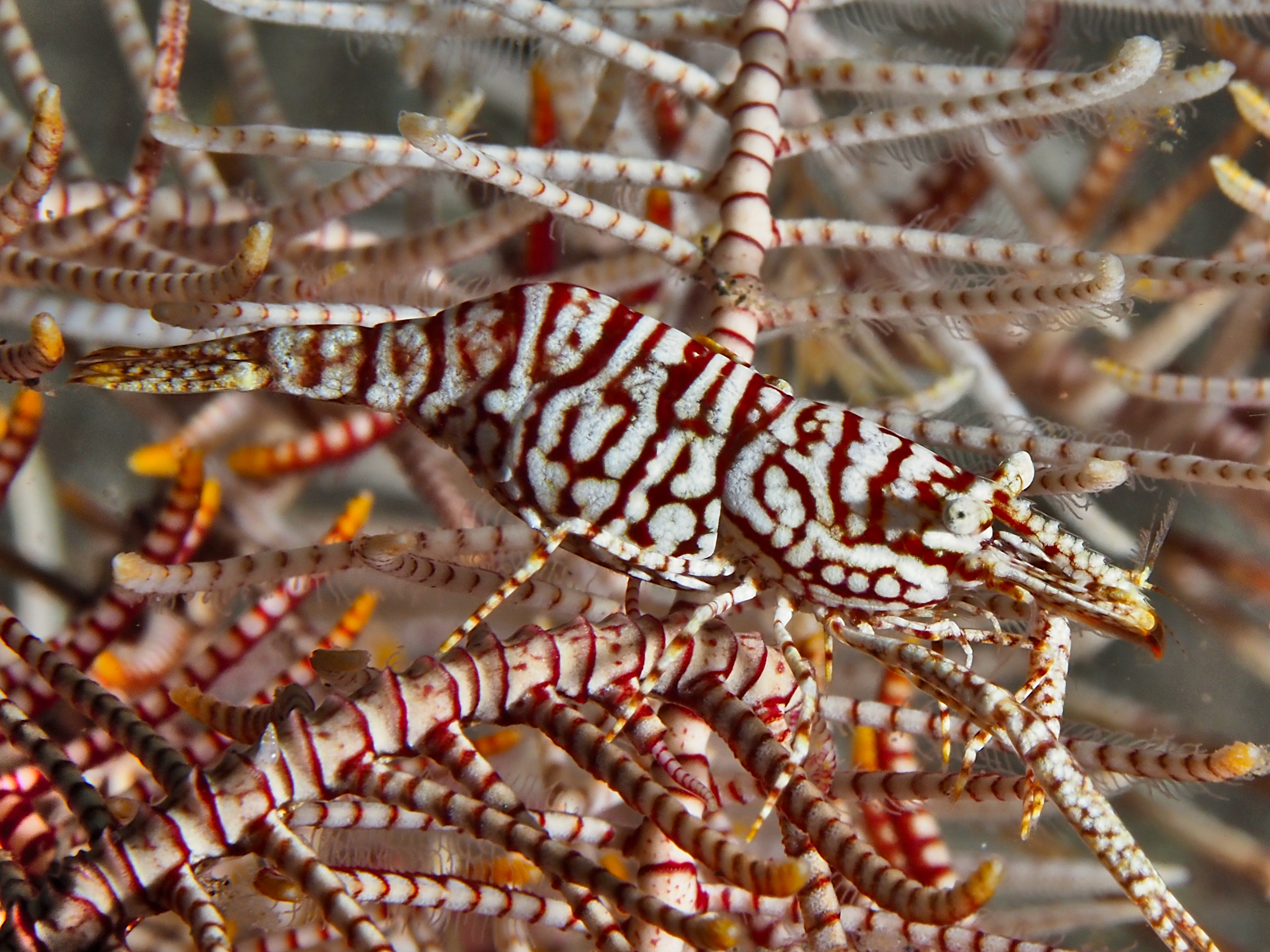 Leopard Crinoid Shrimp - Laomenes pardus