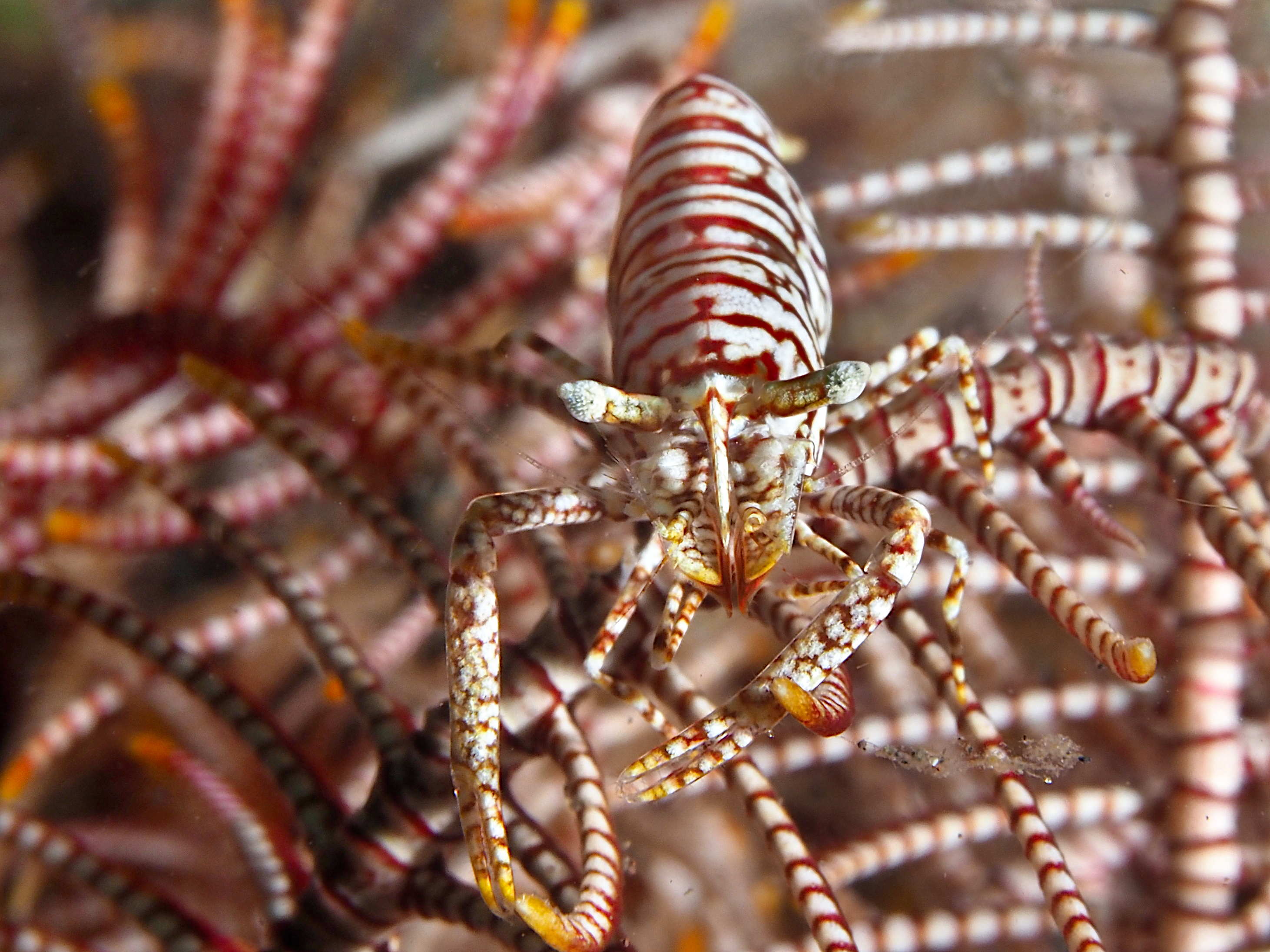 Leopard Crinoid Shrimp - Laomenes pardus