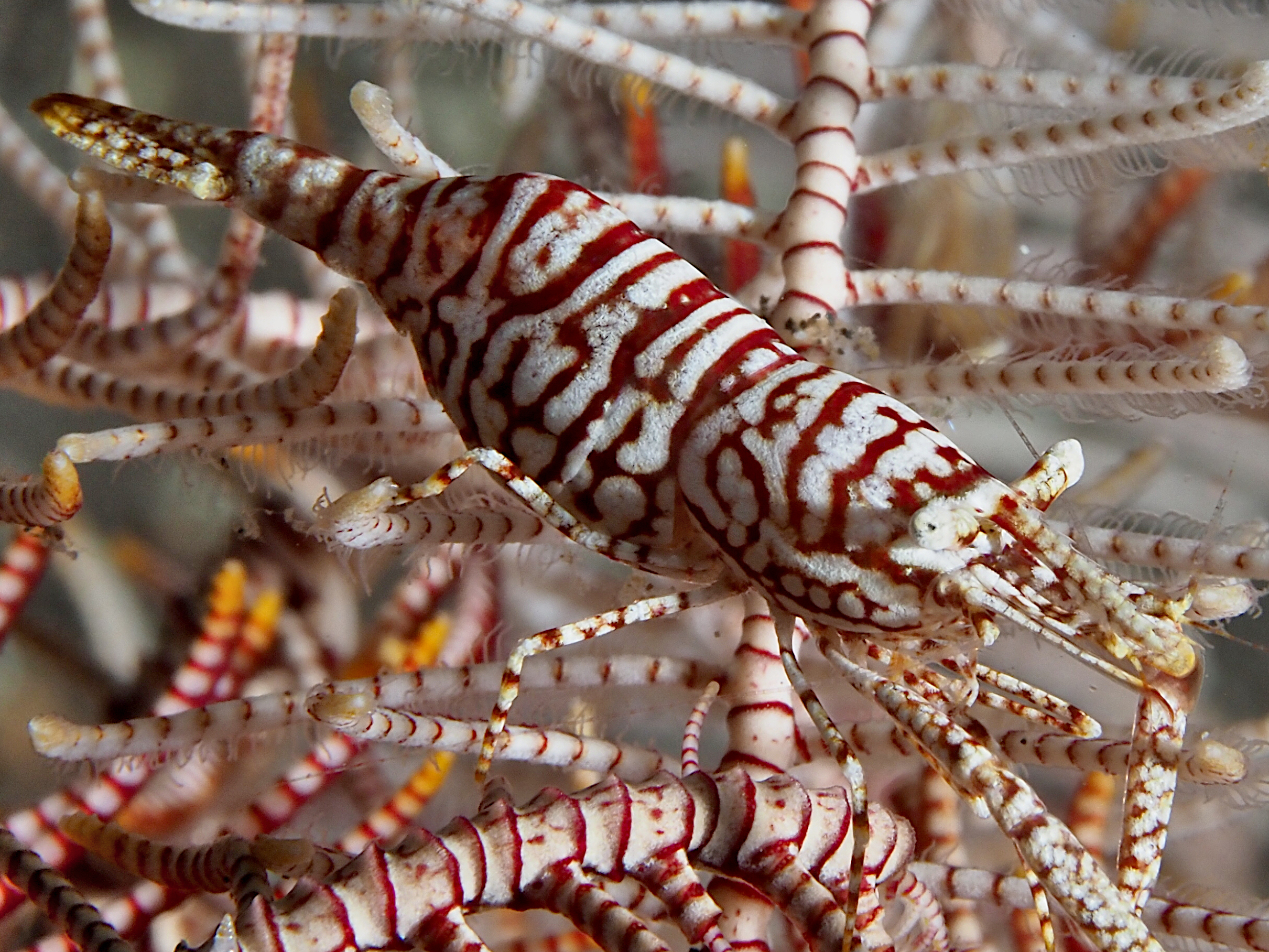 Leopard Crinoid Shrimp - Laomenes pardus