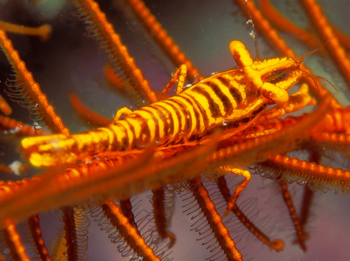 Tiger Crinoid Shrimp - Laomenes tigris