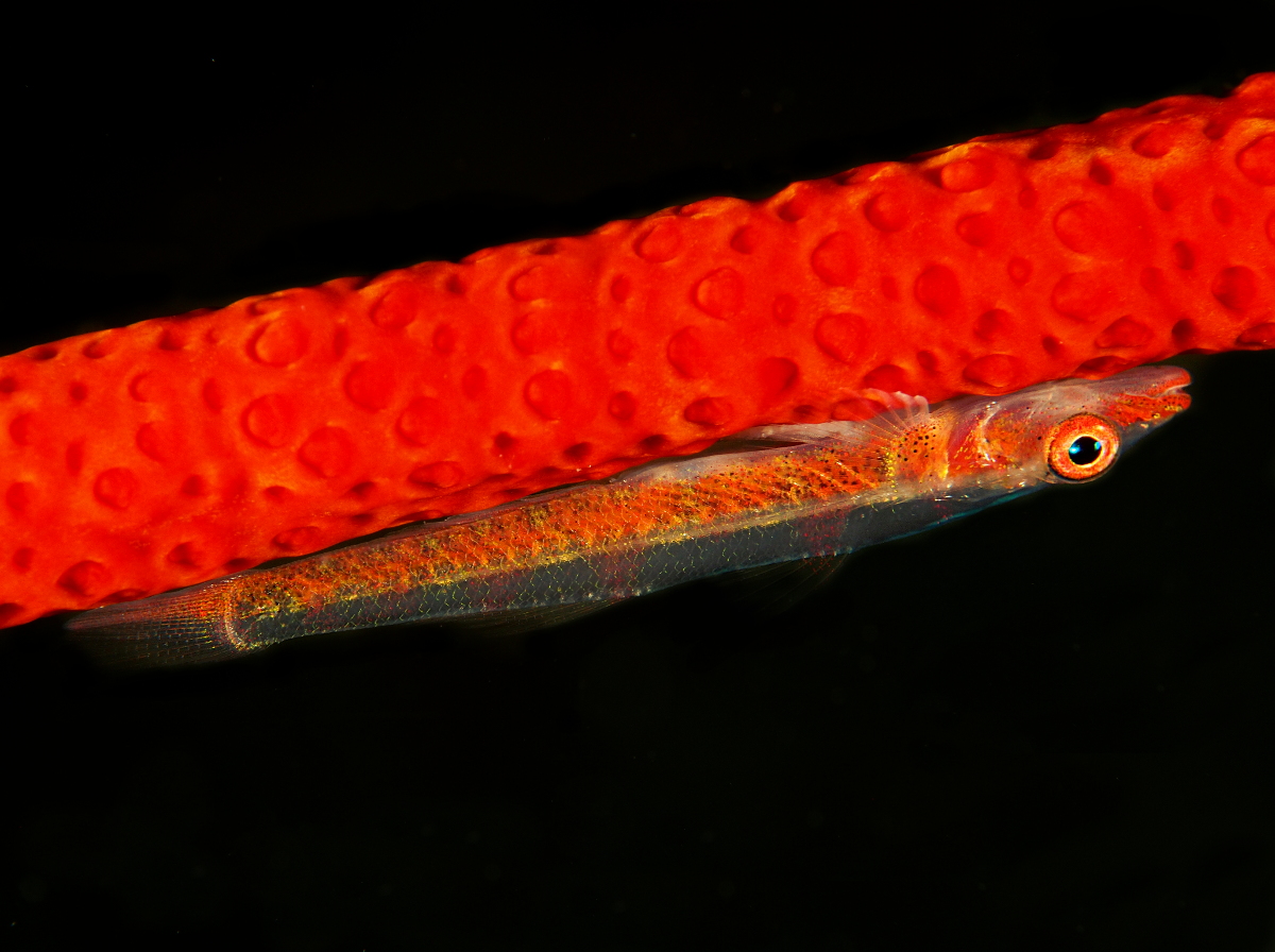 Large Whip Goby - Bryaninops amplus