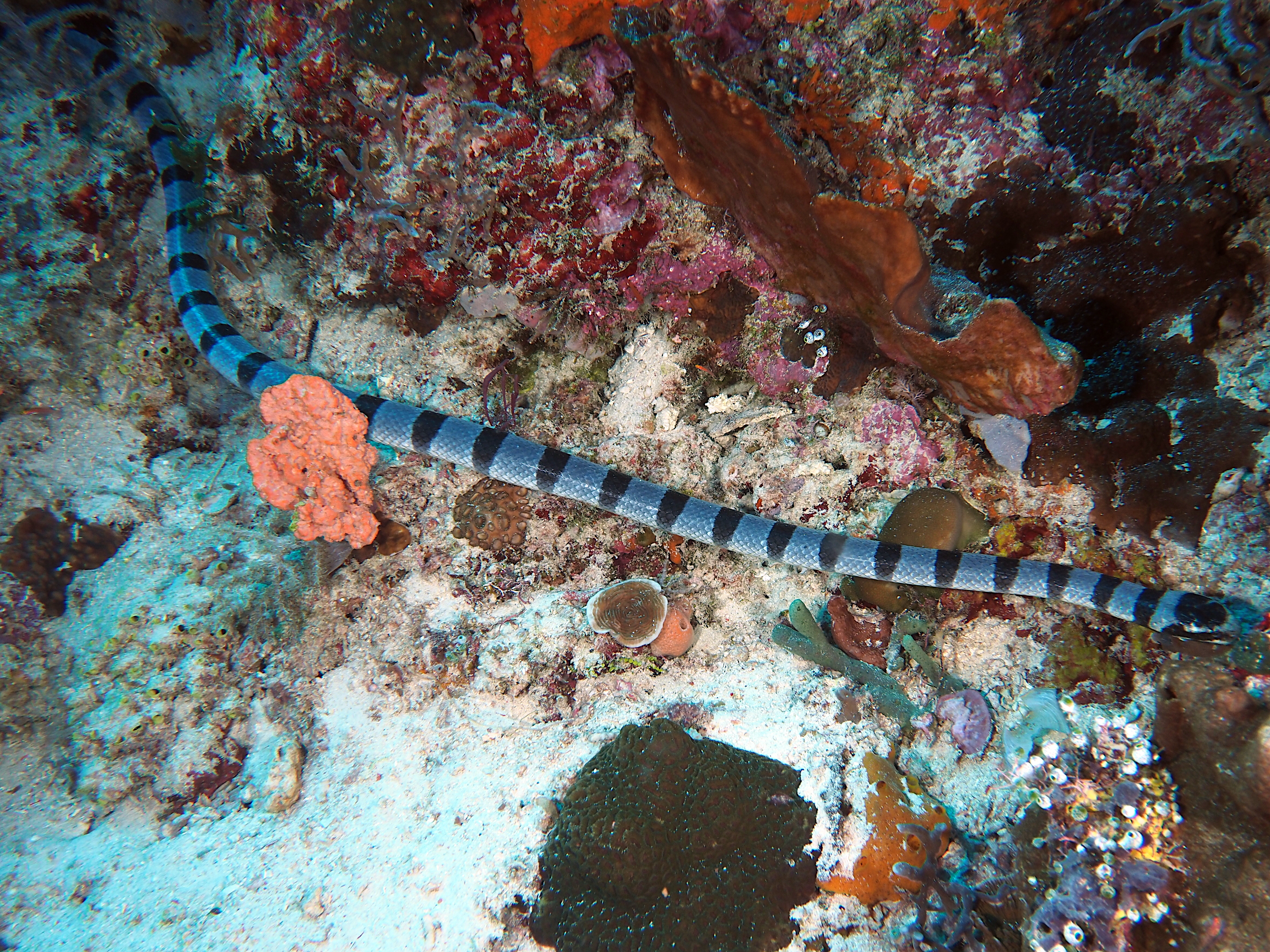 Blue-Lipped Sea krait - Laticauda laticaudata