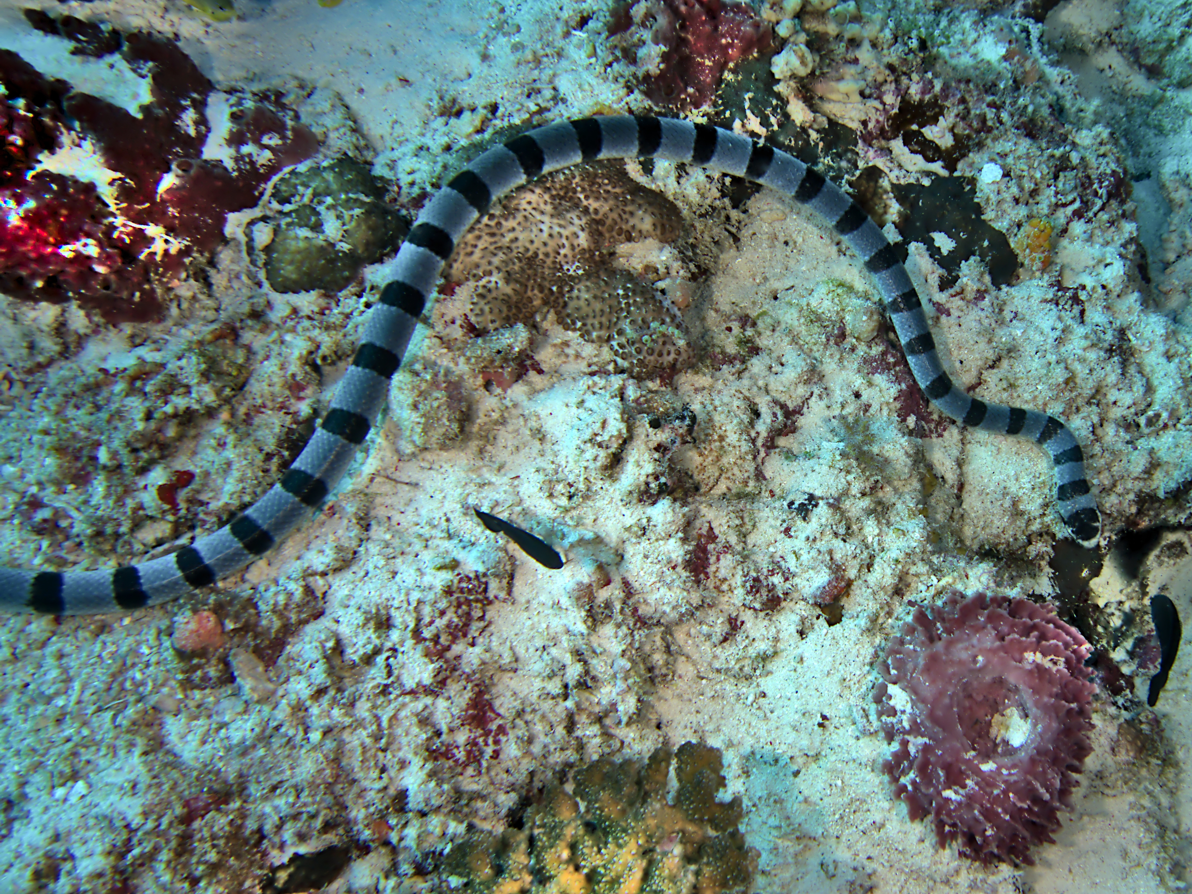 Blue-Lipped Sea krait - Laticauda laticaudata