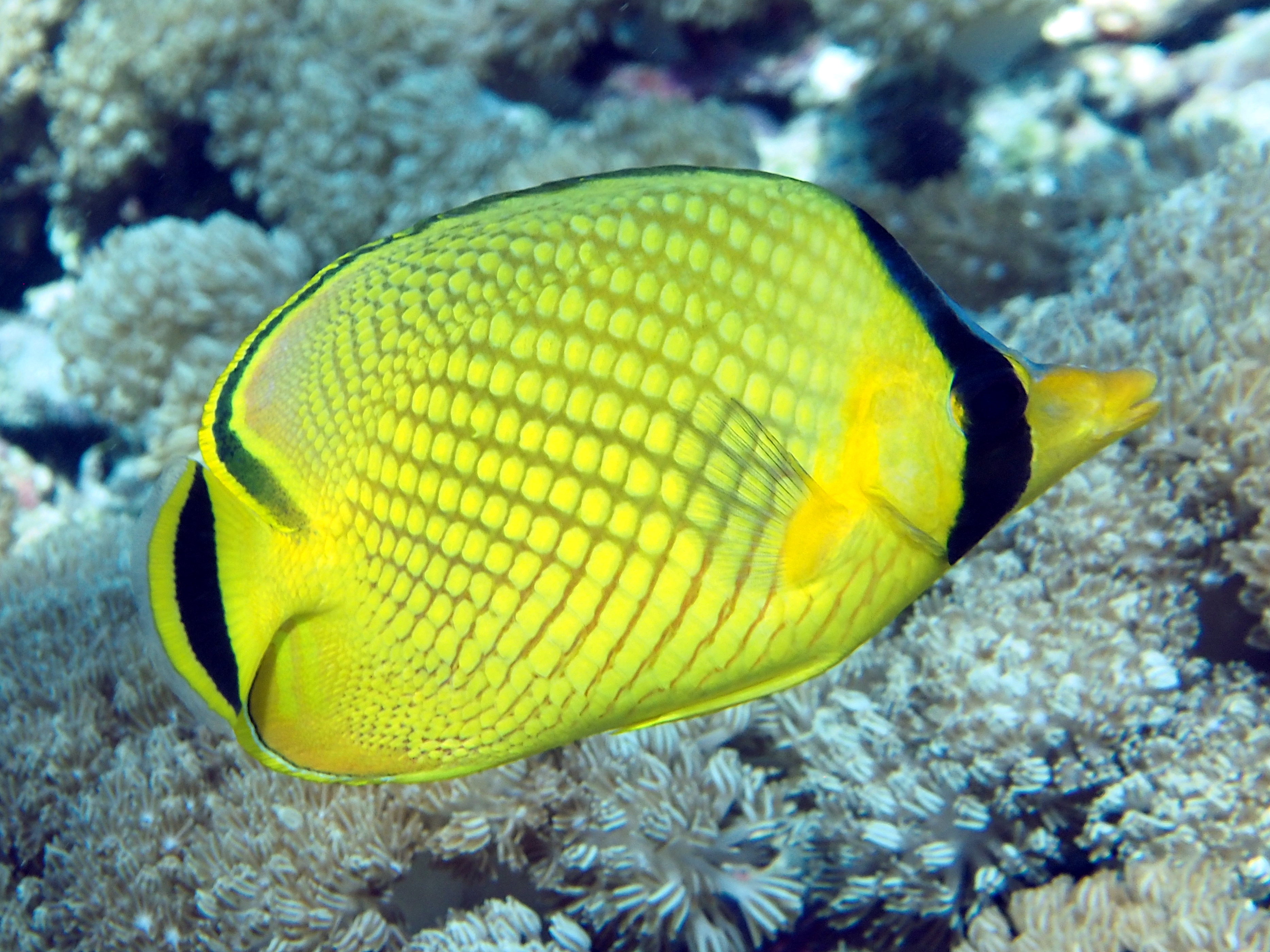 Latticed Butterflyfish - Chaetodon rafflesii