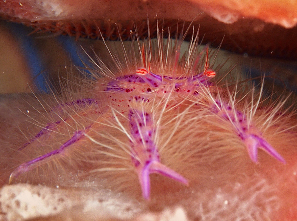 Hairy Squat Lobster - Lauriea siagiani
