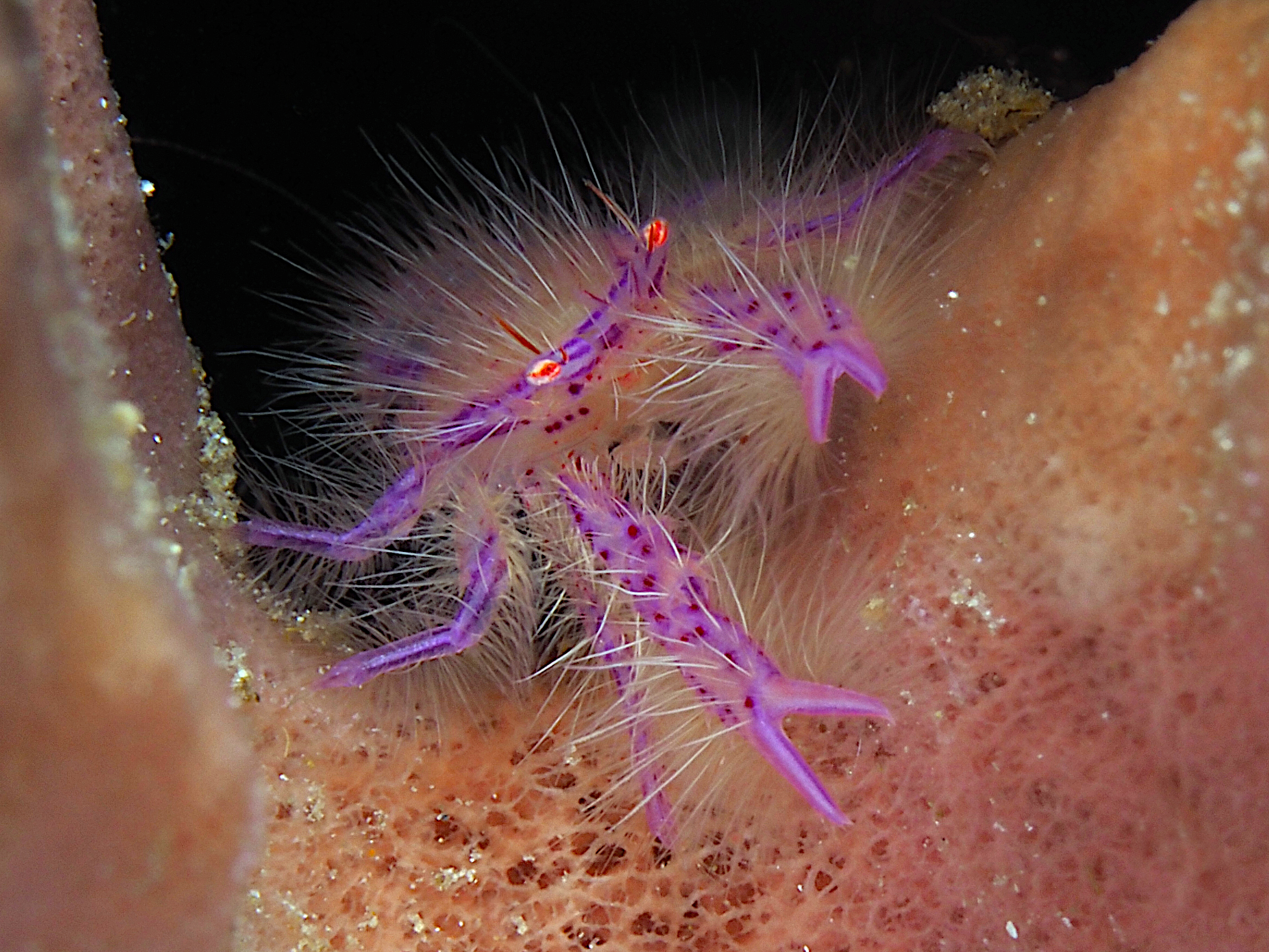 Hairy Squat Lobster - Lauriea siagiani