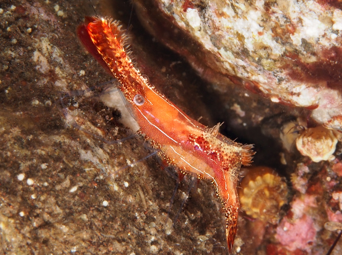 Donald Duck Shrimp - Leander plumosus