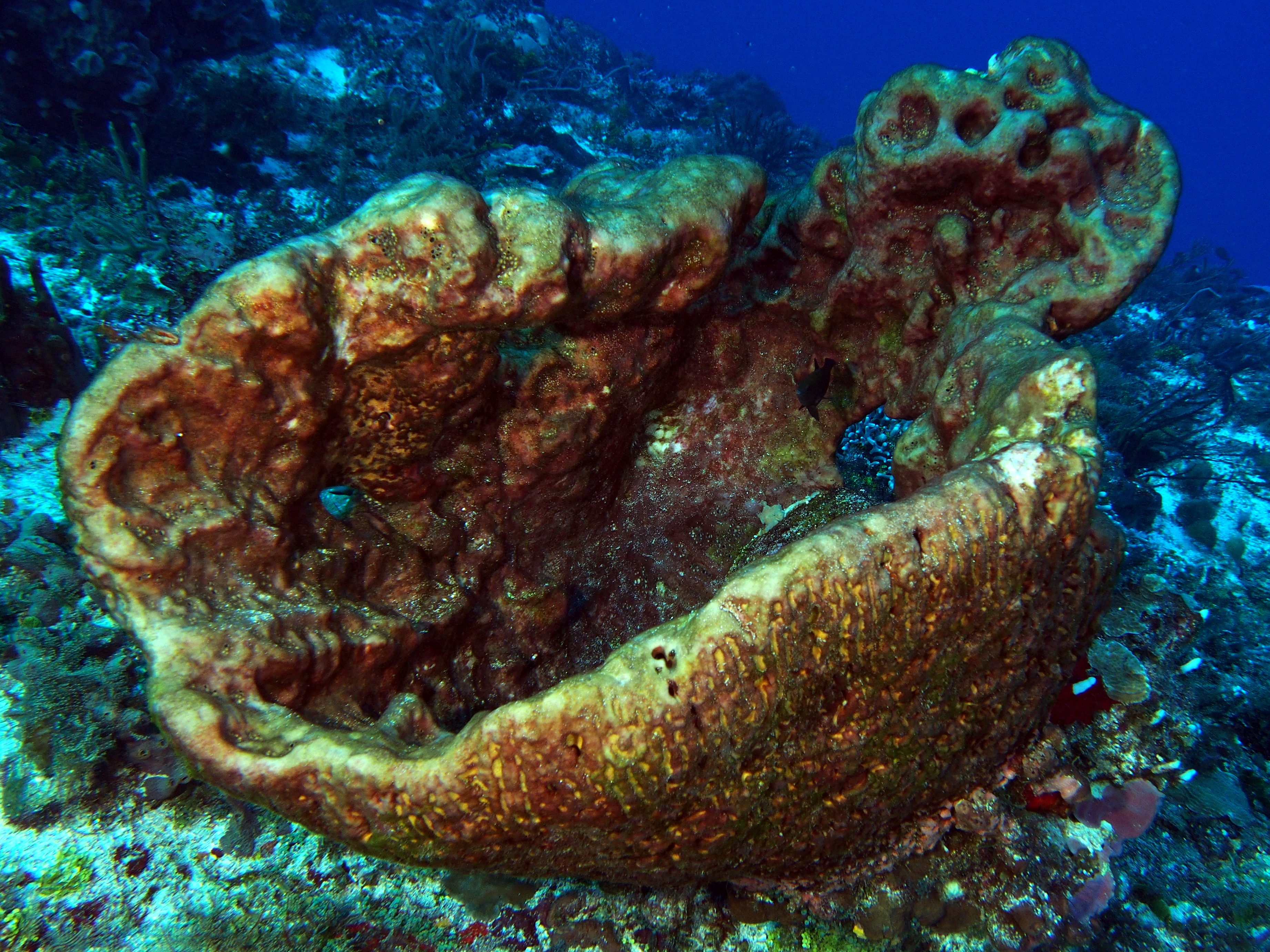 Leathery Barrel Sponge - Geodia neptuni