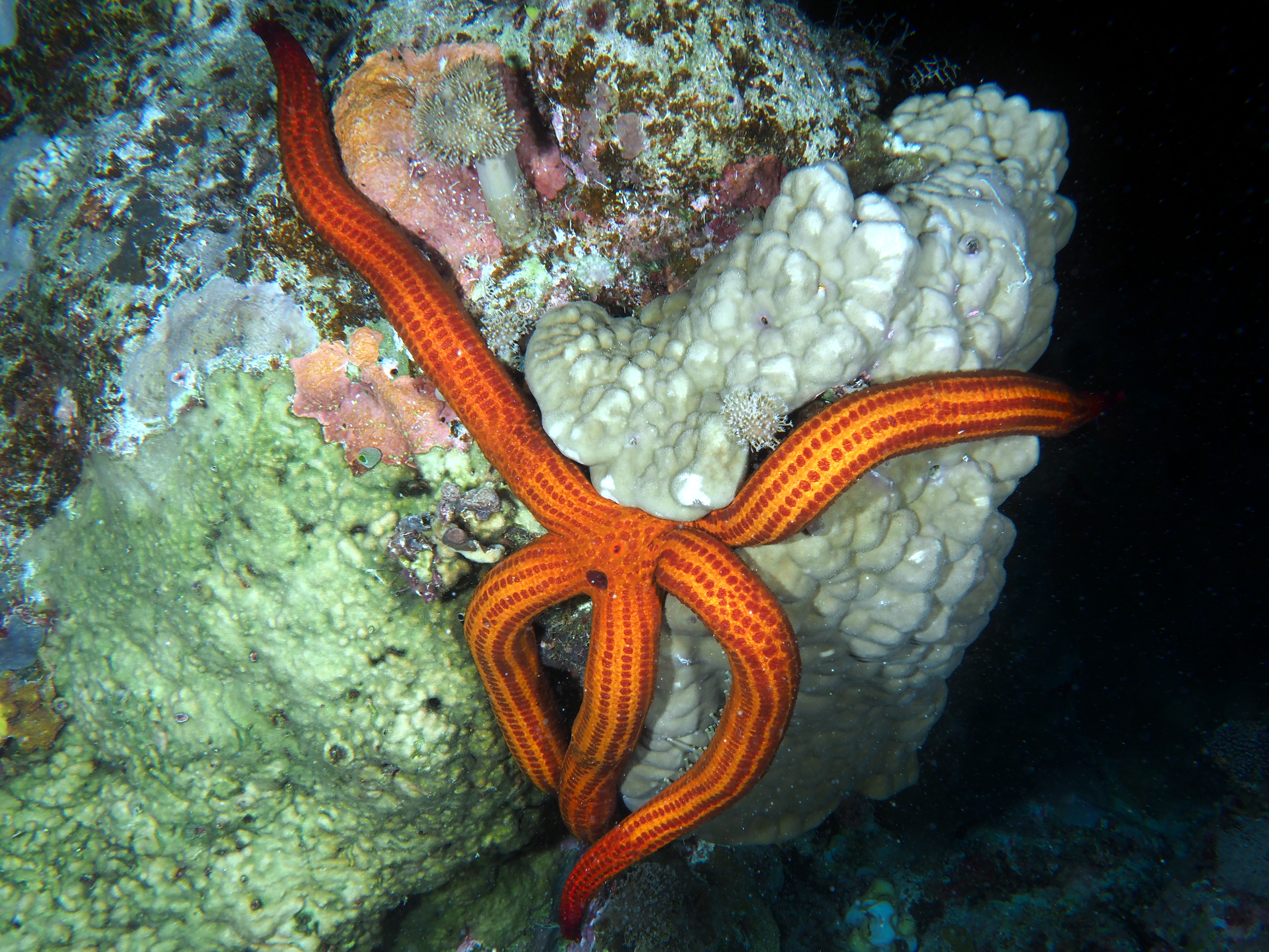 Velvety Sea Star - Leiaster speciosus - Coral Sea, Australia