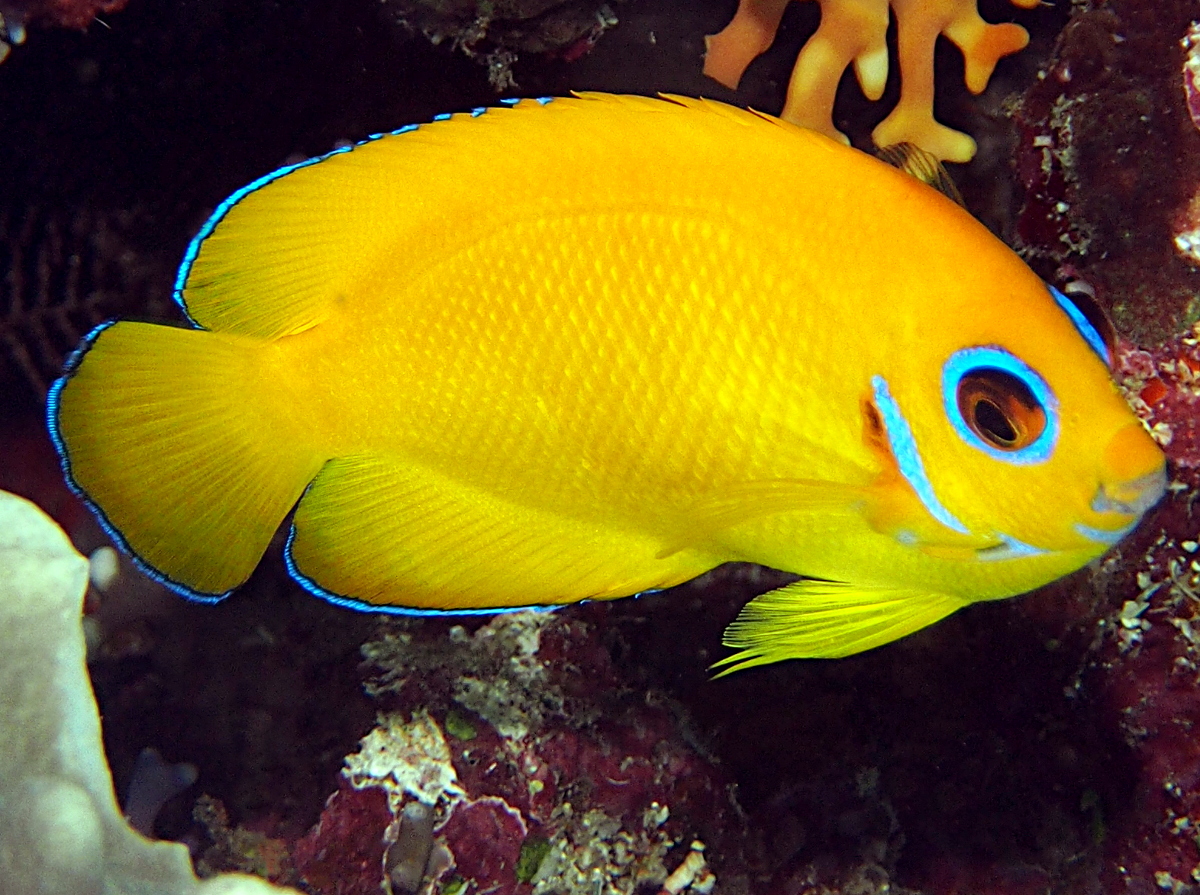 Lemonpeel Angelfish - Centropyge flavissima - Fiji