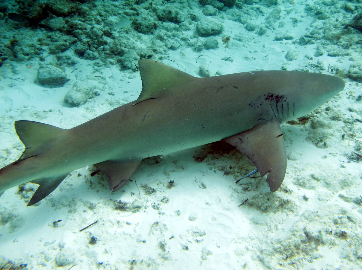 Lemon Shark - Negaprion brevirostris
