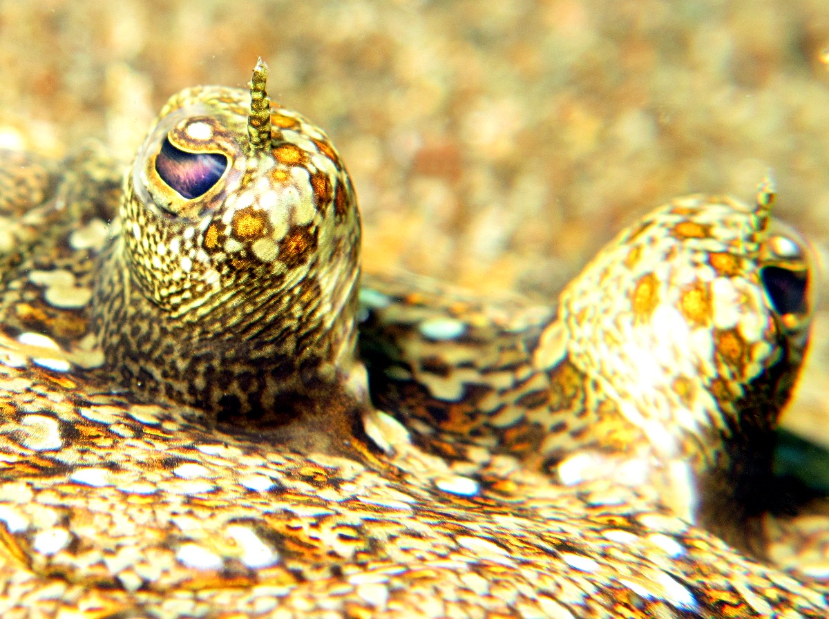 Leopard Flounder - Bothus pantherinus