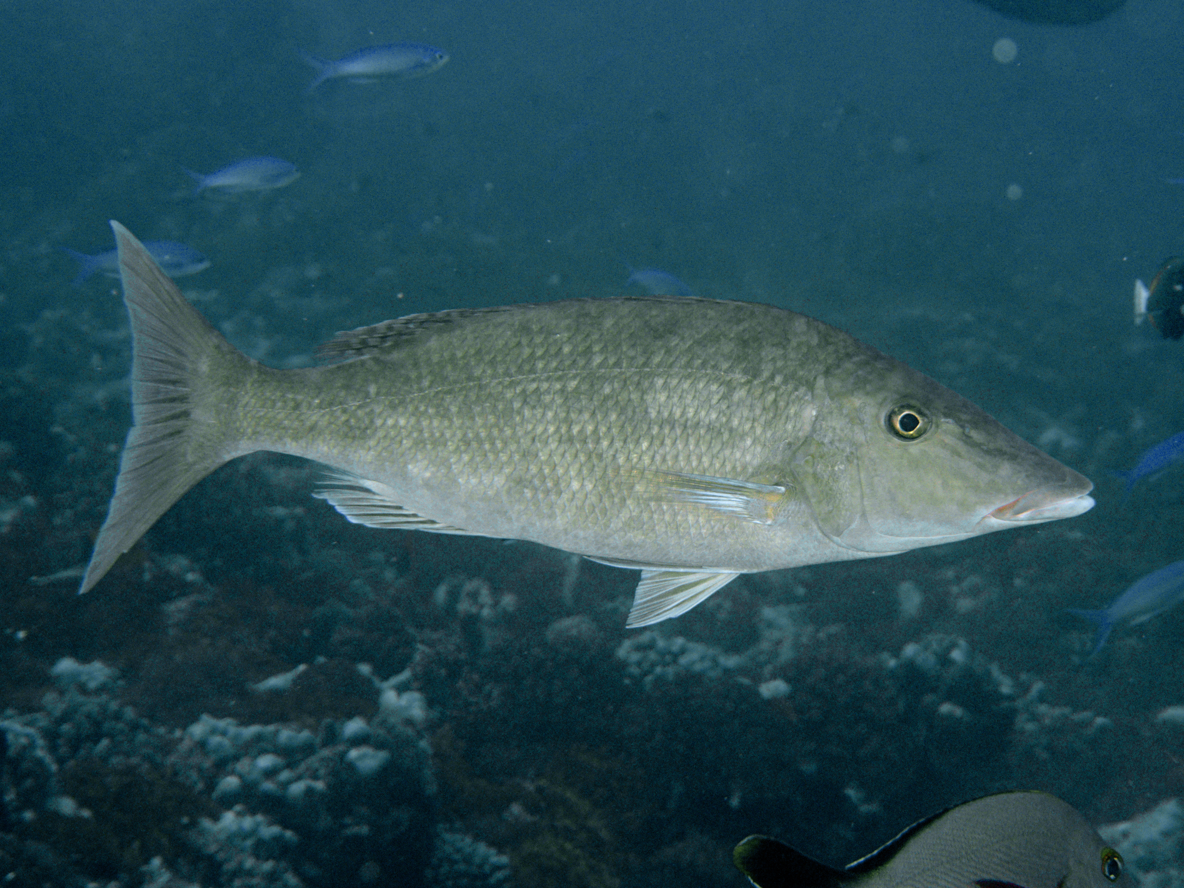 Longface Emperor - Lethrinus olivaceus