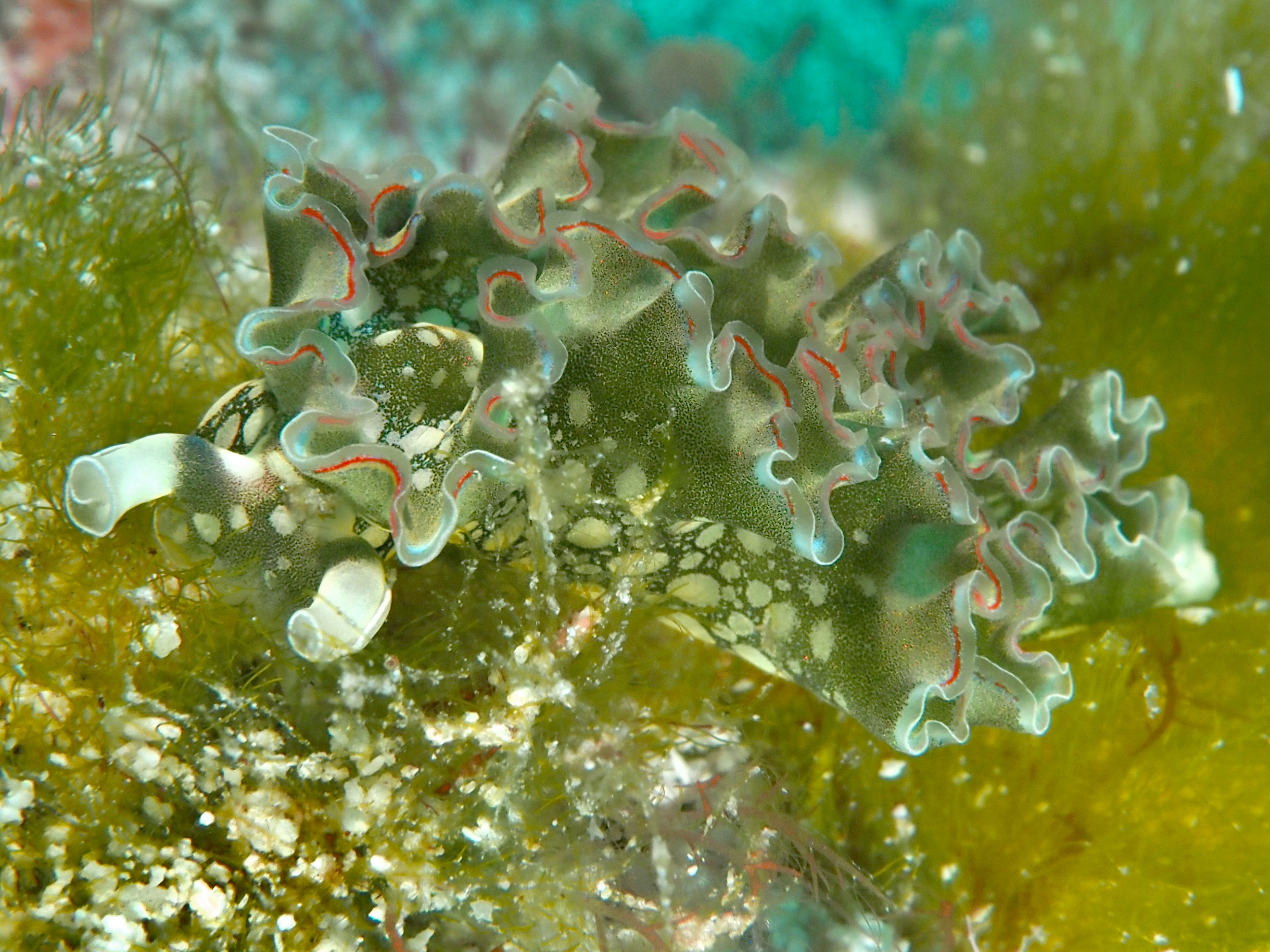 Lettuce Sea Slug - Elysia crispata