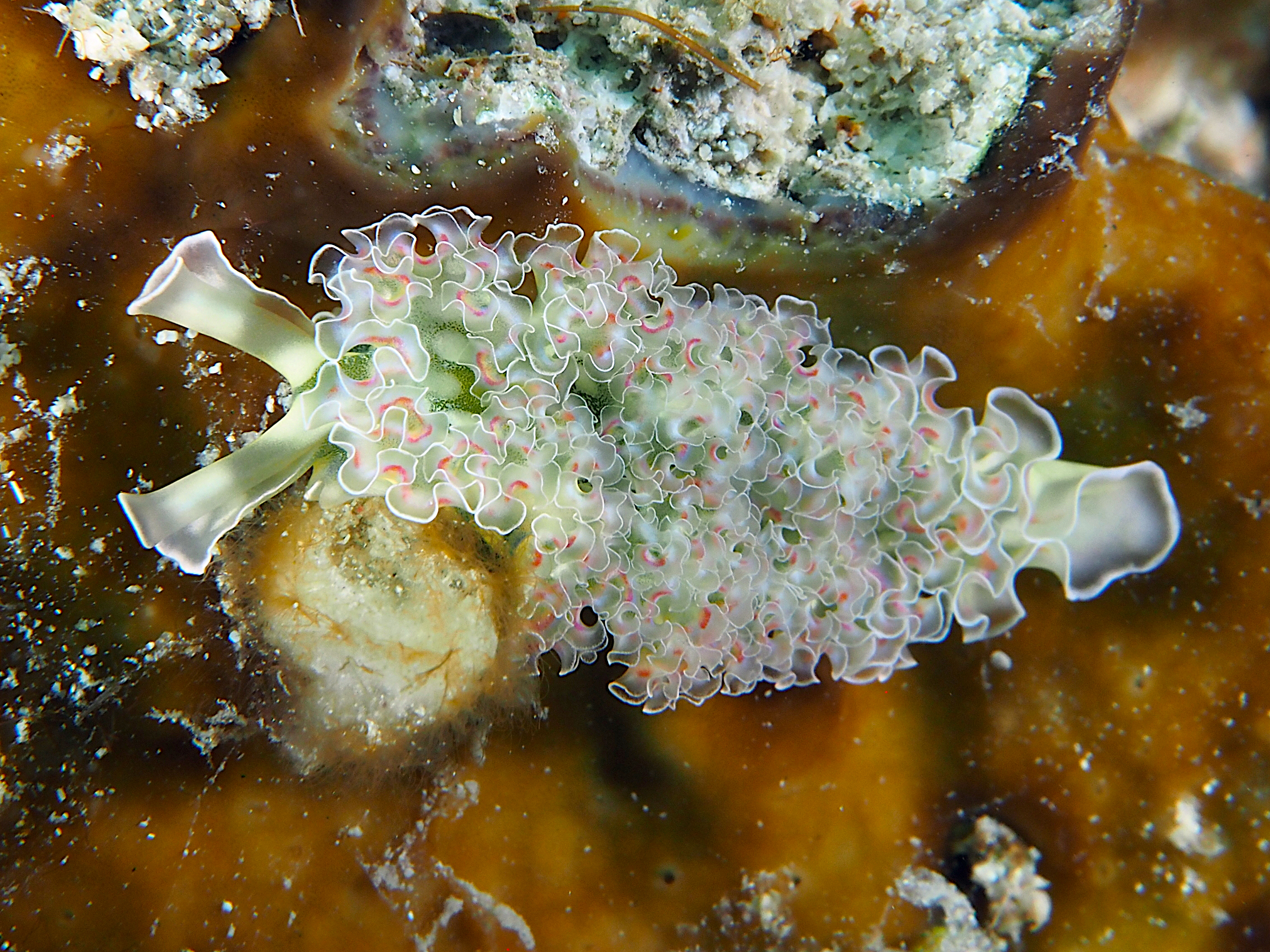 Lettuce Sea Slug - Elysia crispata