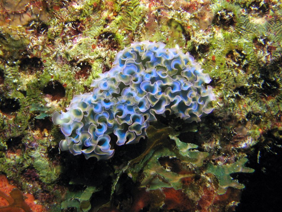 Lettuce Sea Slug - Elysia crispata