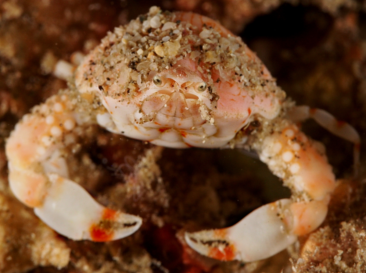 Four Ring Purse Crab - Leucosia anatum